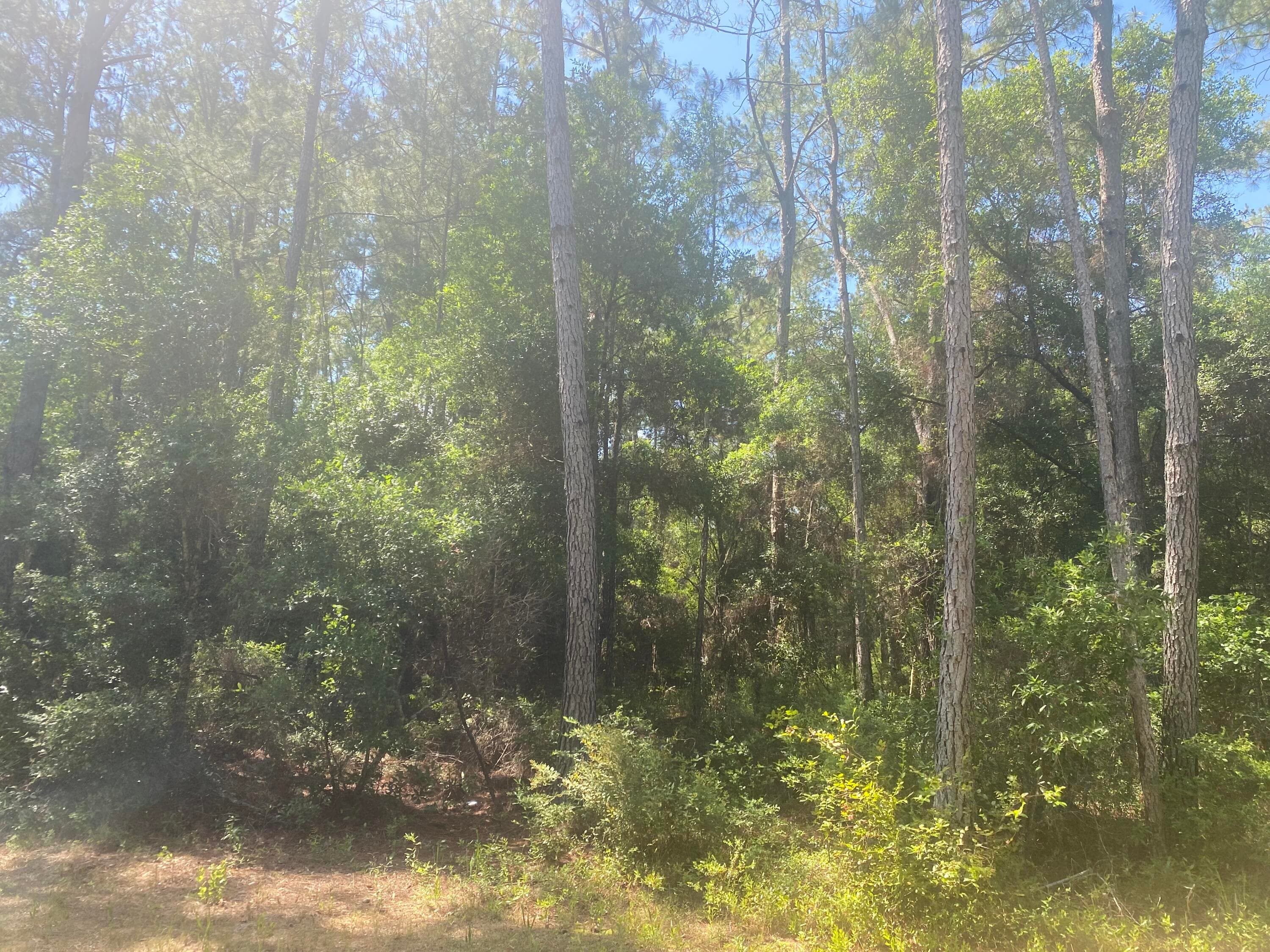 Tbd NE 155 Lane, Fort McCoy, FL 32134 — photo 4 of 5