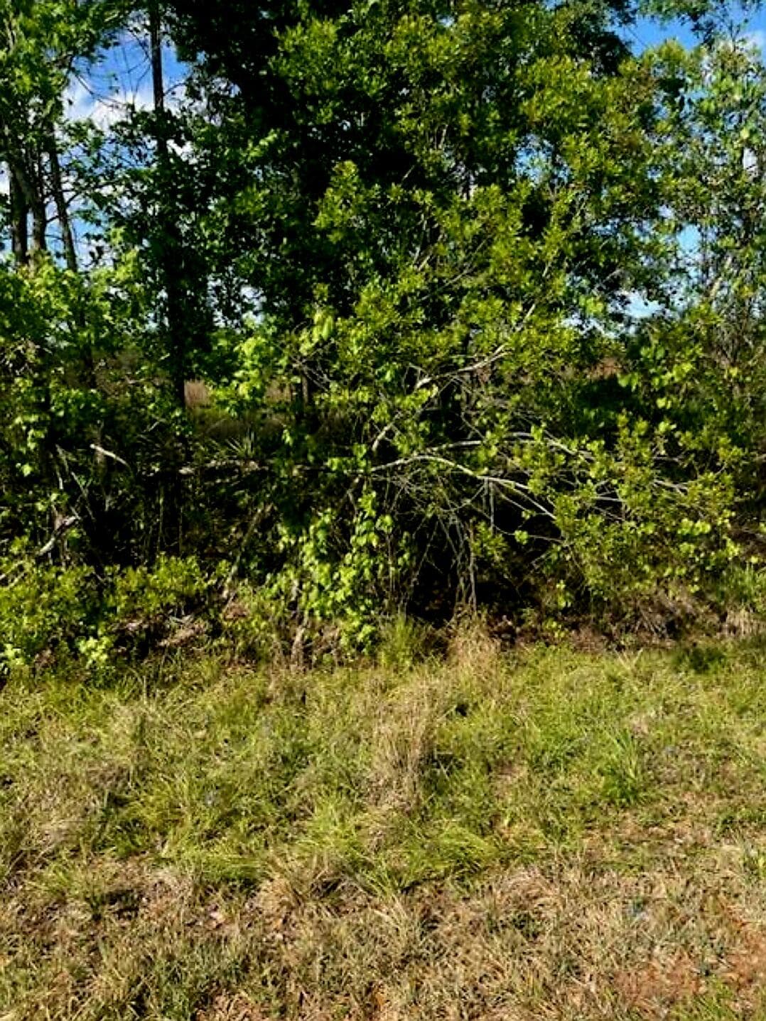 1108306 Oil Well Road, Clermont, FL 34714 — photo 8 of 9