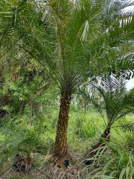 1100 D Road, Loxahatchee Groves, FL 33470 — photo 21 of 25
