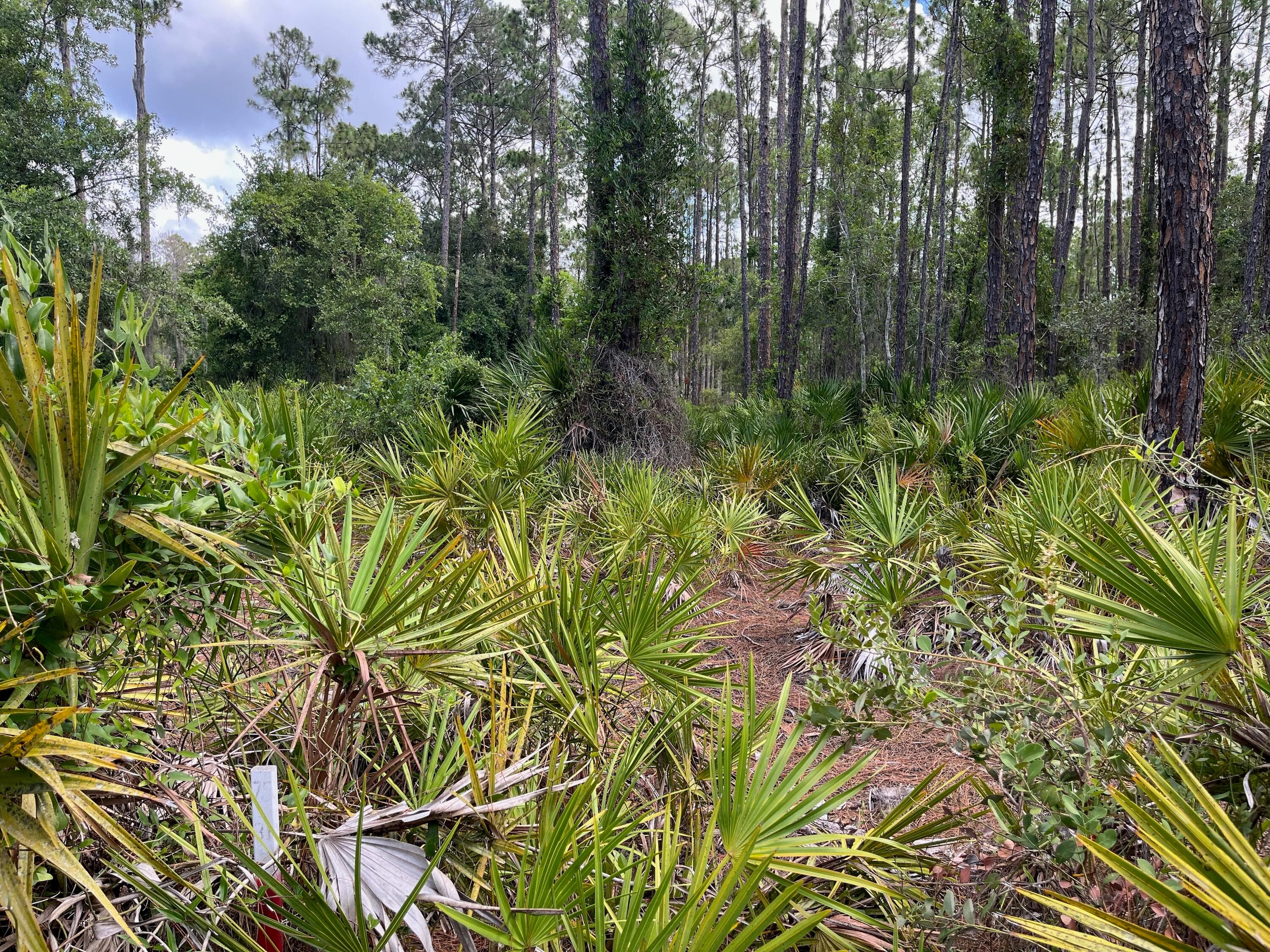 222 Marie Avenue, Georgetown, FL 32139 — photo 4 of 13