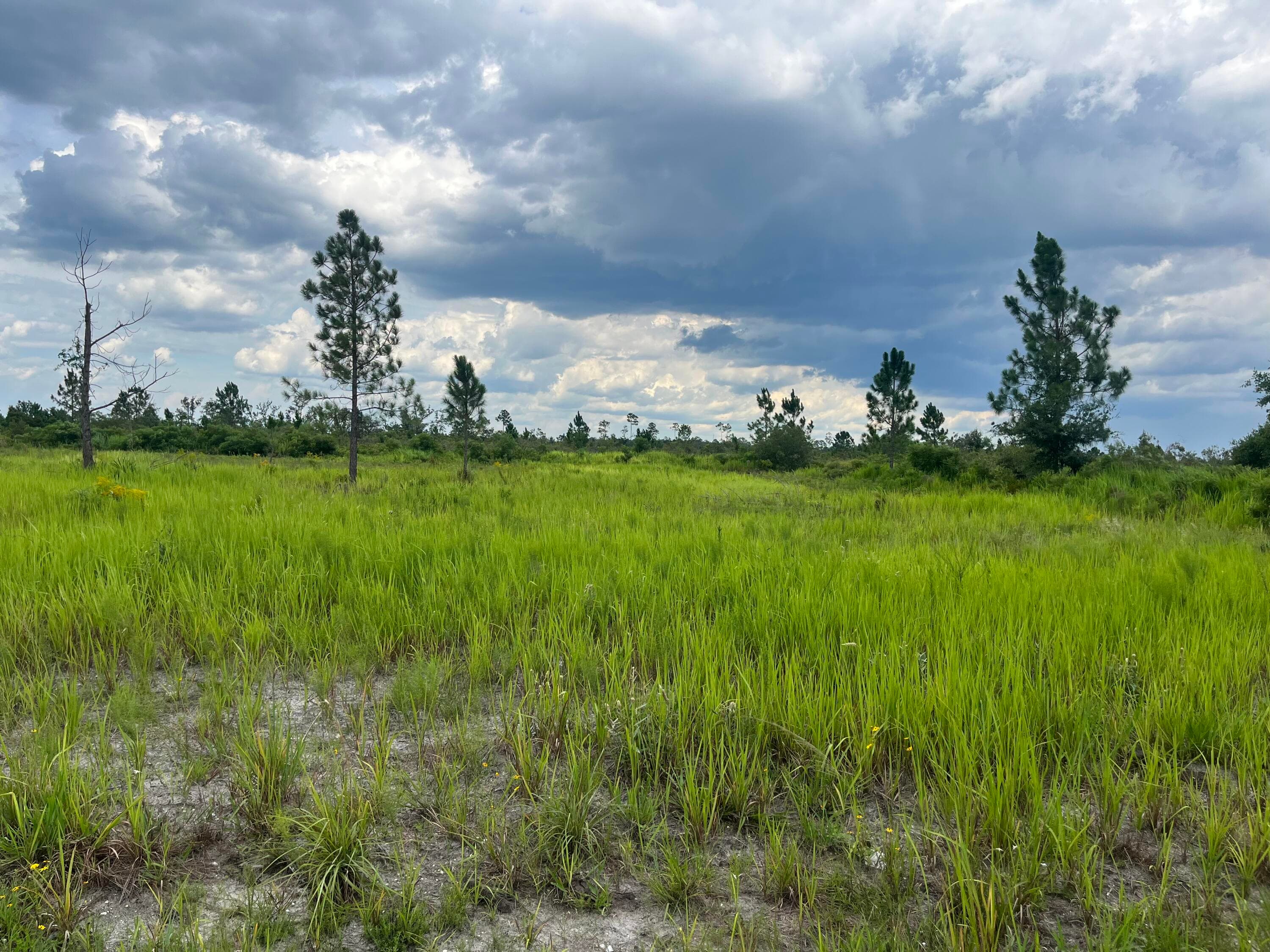 0 Pinnata Drive, Lake Wales, FL 33898 — photo 4 of 10