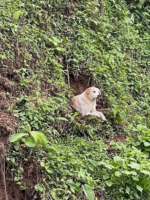 Colombia El Hatillo, Mariquita, Tol, Co — photo 24 of 24