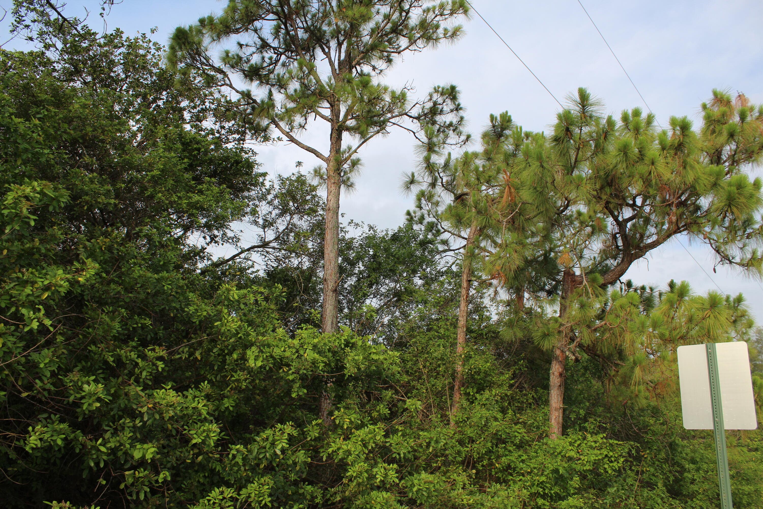 ''17992'' 94th Street N, Loxahatchee, FL 33470 — photo 6 of 18