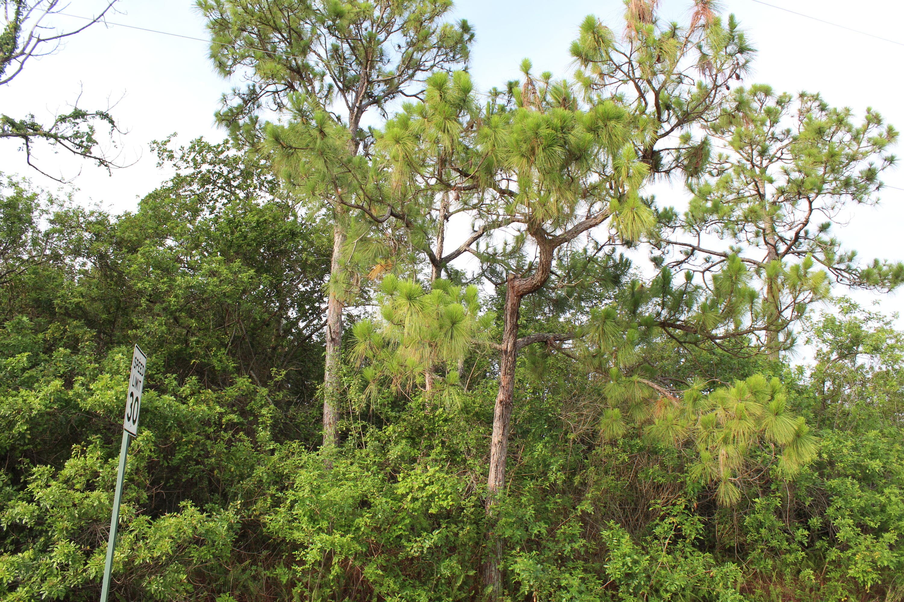 ''17992'' 94th Street N, Loxahatchee, FL 33470 — photo 7 of 18