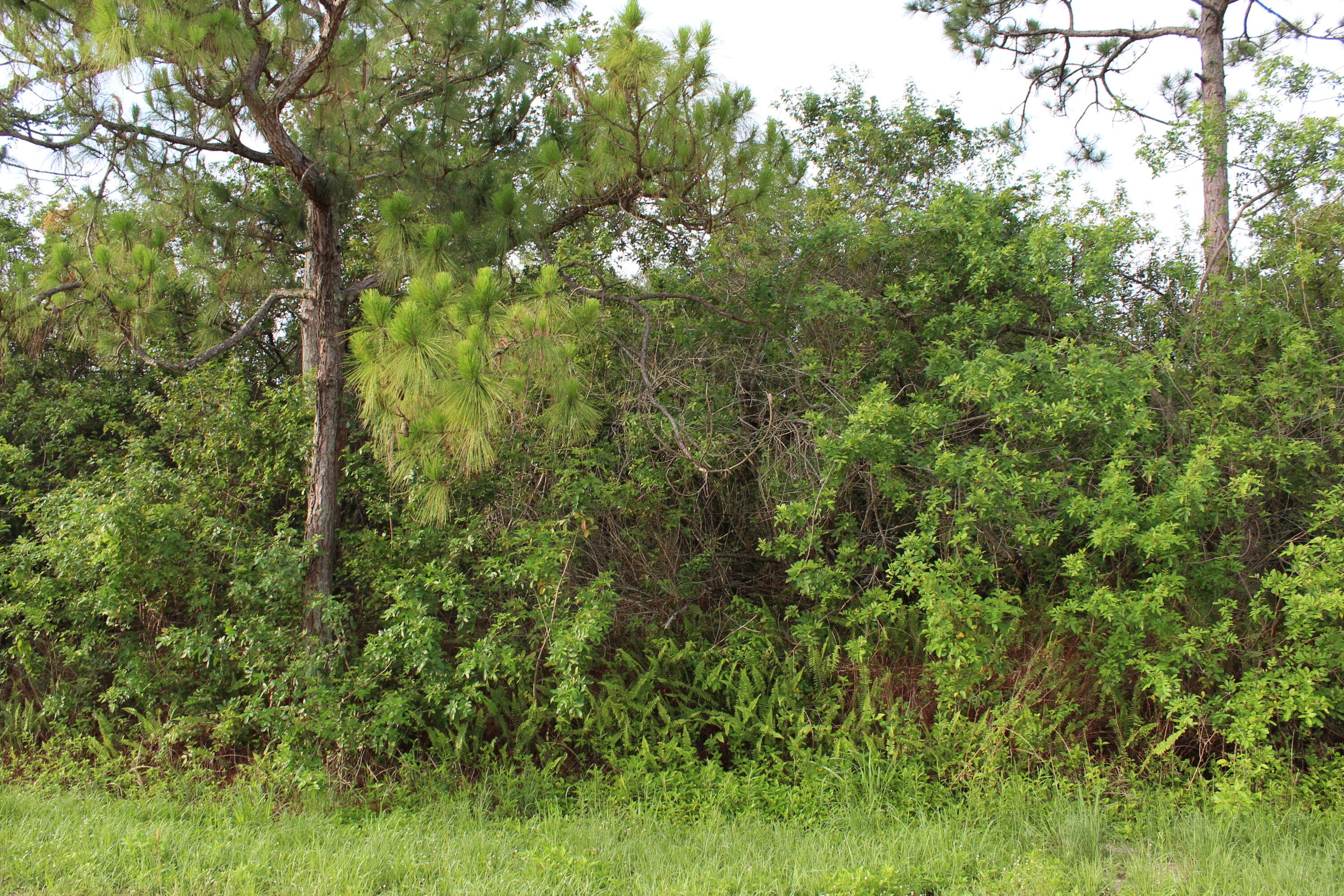 ''17992'' 94th Street N, Loxahatchee, FL 33470 — photo 1 of 18
