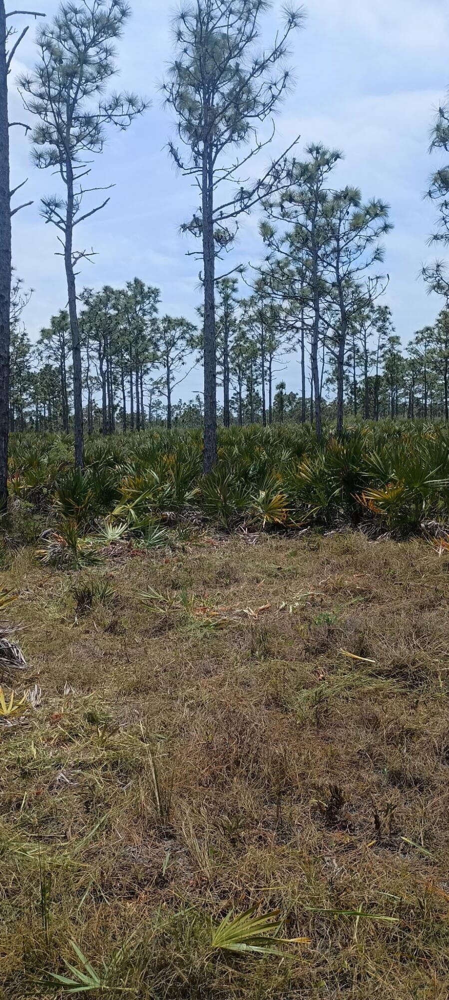 000 None, Grant Valkaria, FL 32950 — photo 6 of 7