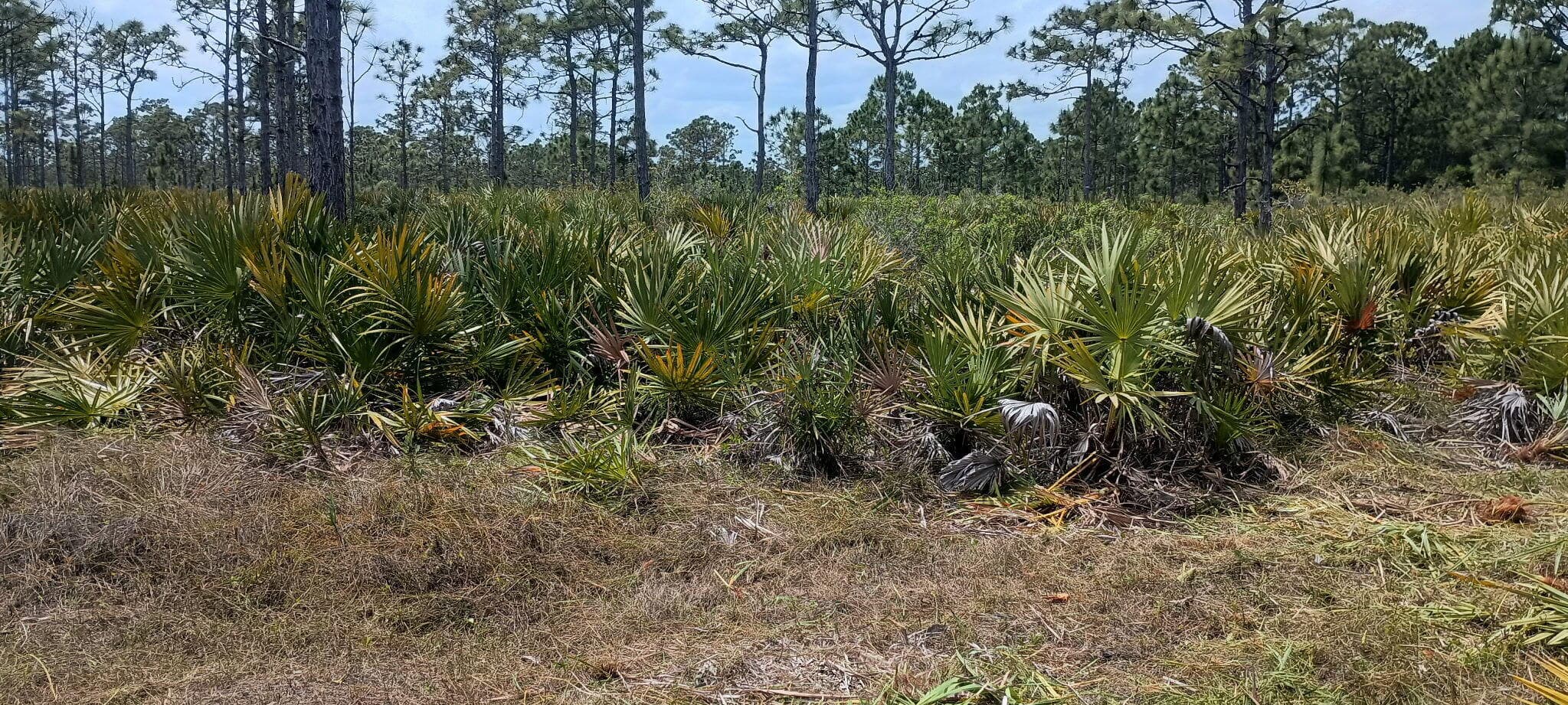 000 None, Grant Valkaria, FL 32950 — photo 3 of 7