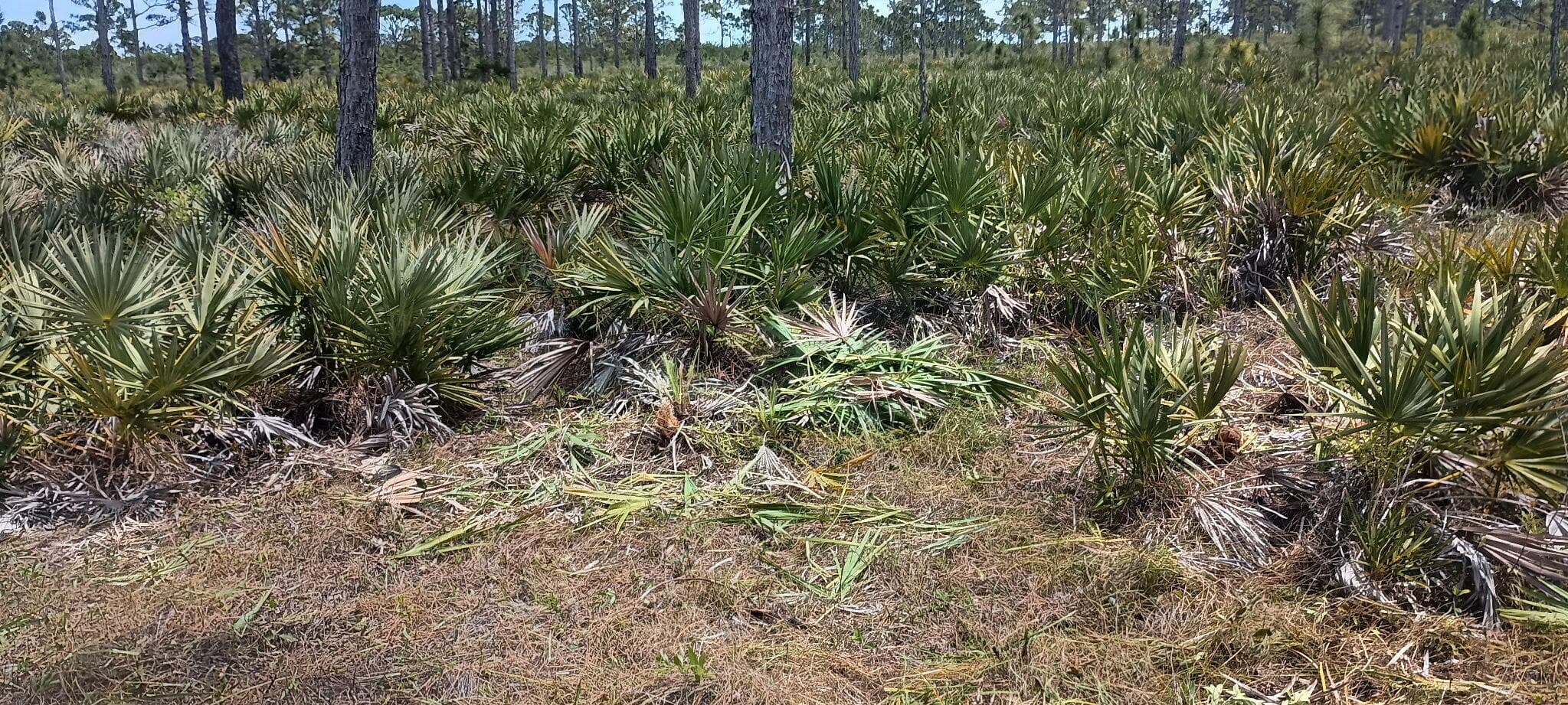 000 None, Grant Valkaria, FL 32950 — photo 5 of 7