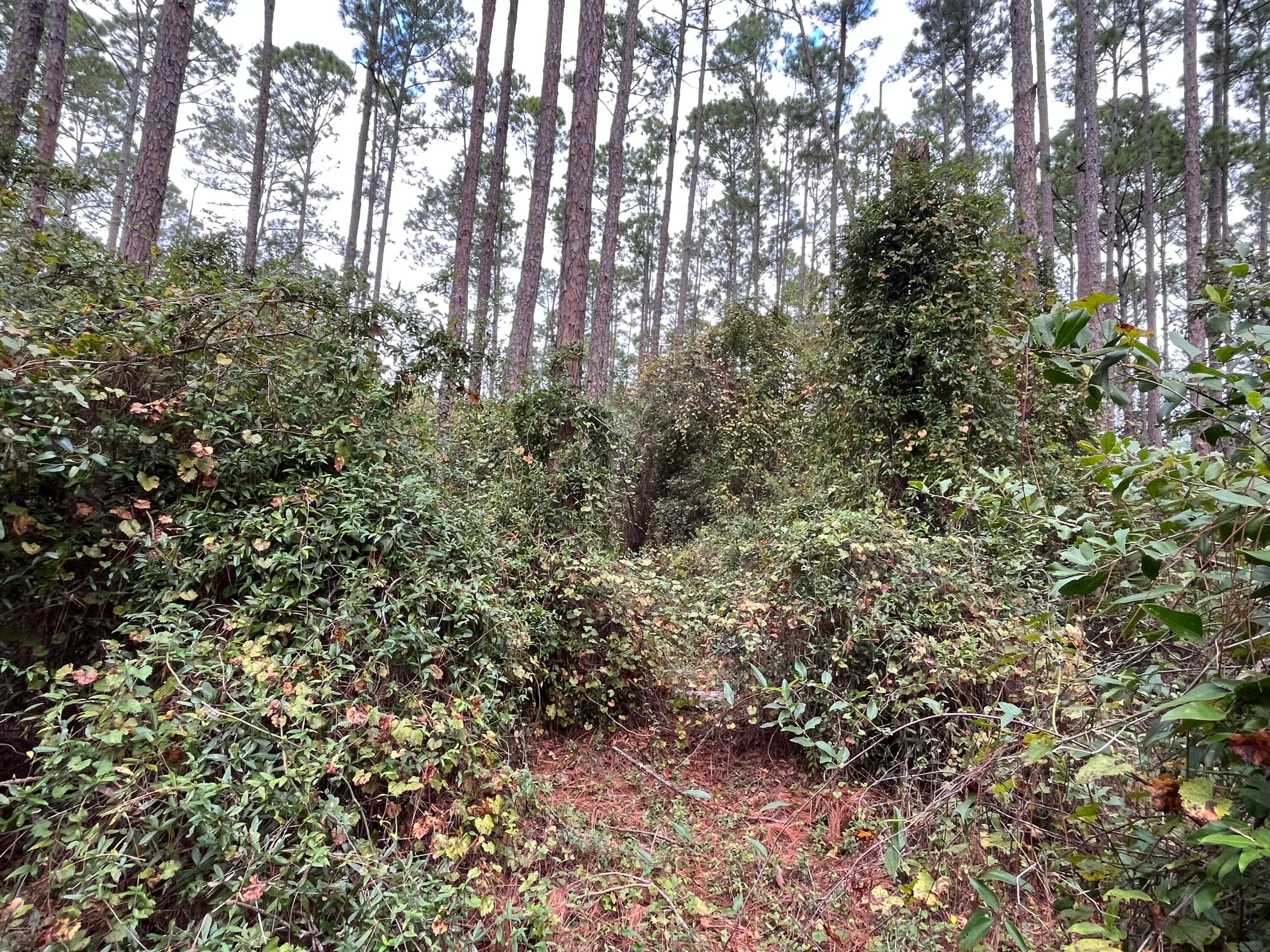 108 SE 5th Street, Georgetown, FL 32139 — photo 3 of 5