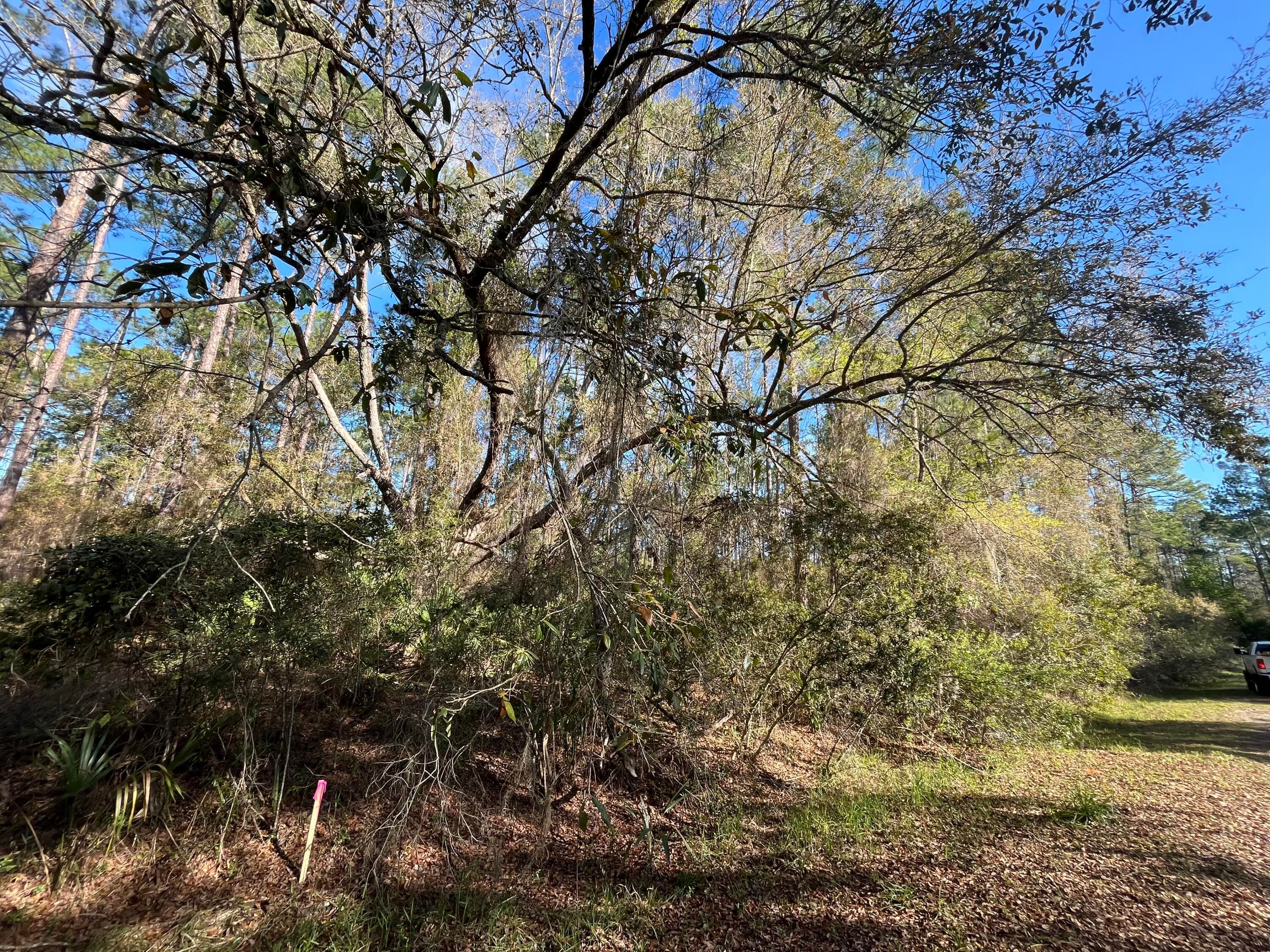 104 SE 5th Street, Georgetown, FL 32139 — photo 3 of 5