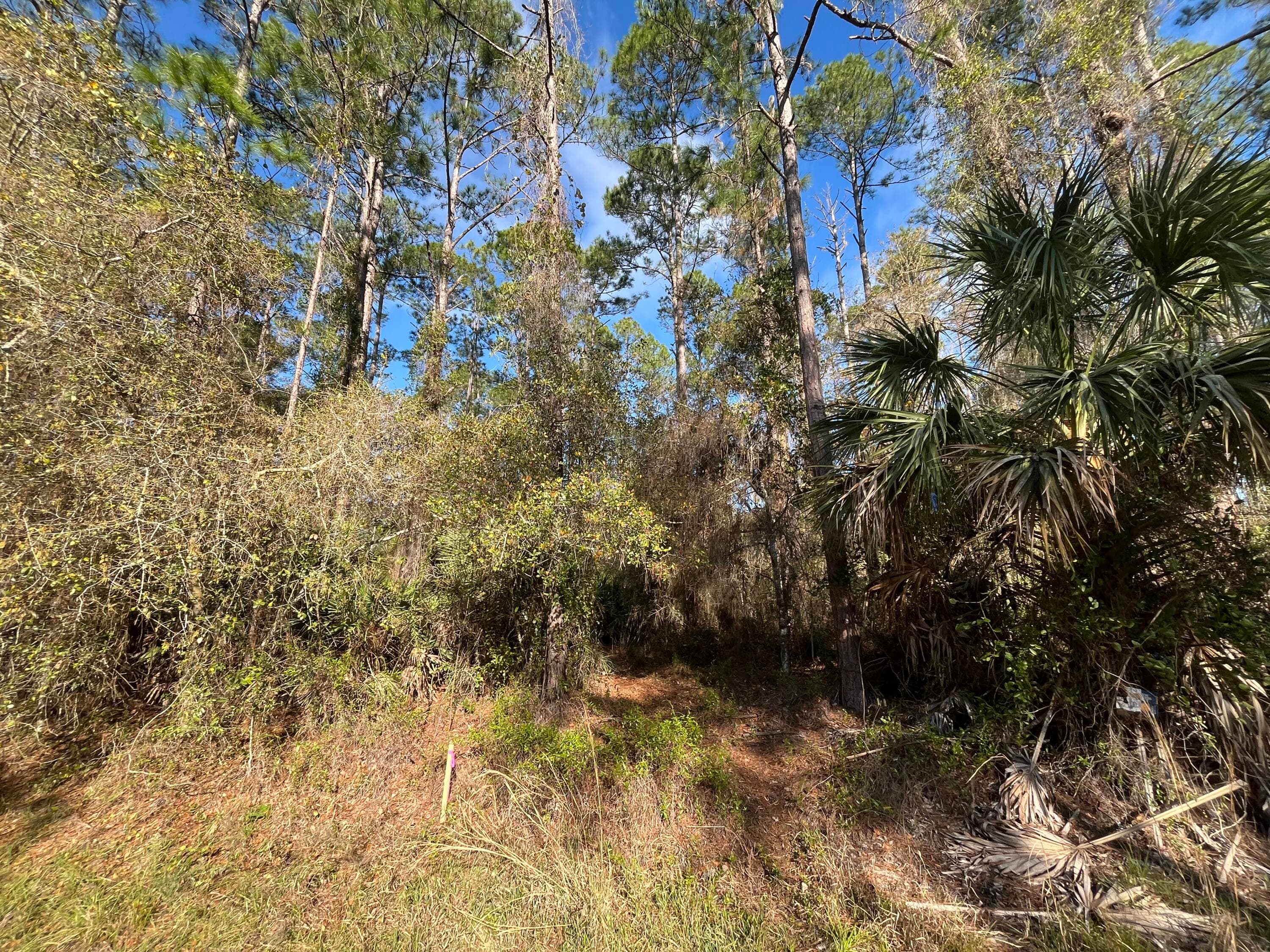 104 SE 5th Street, Georgetown, FL 32139 — photo 4 of 5