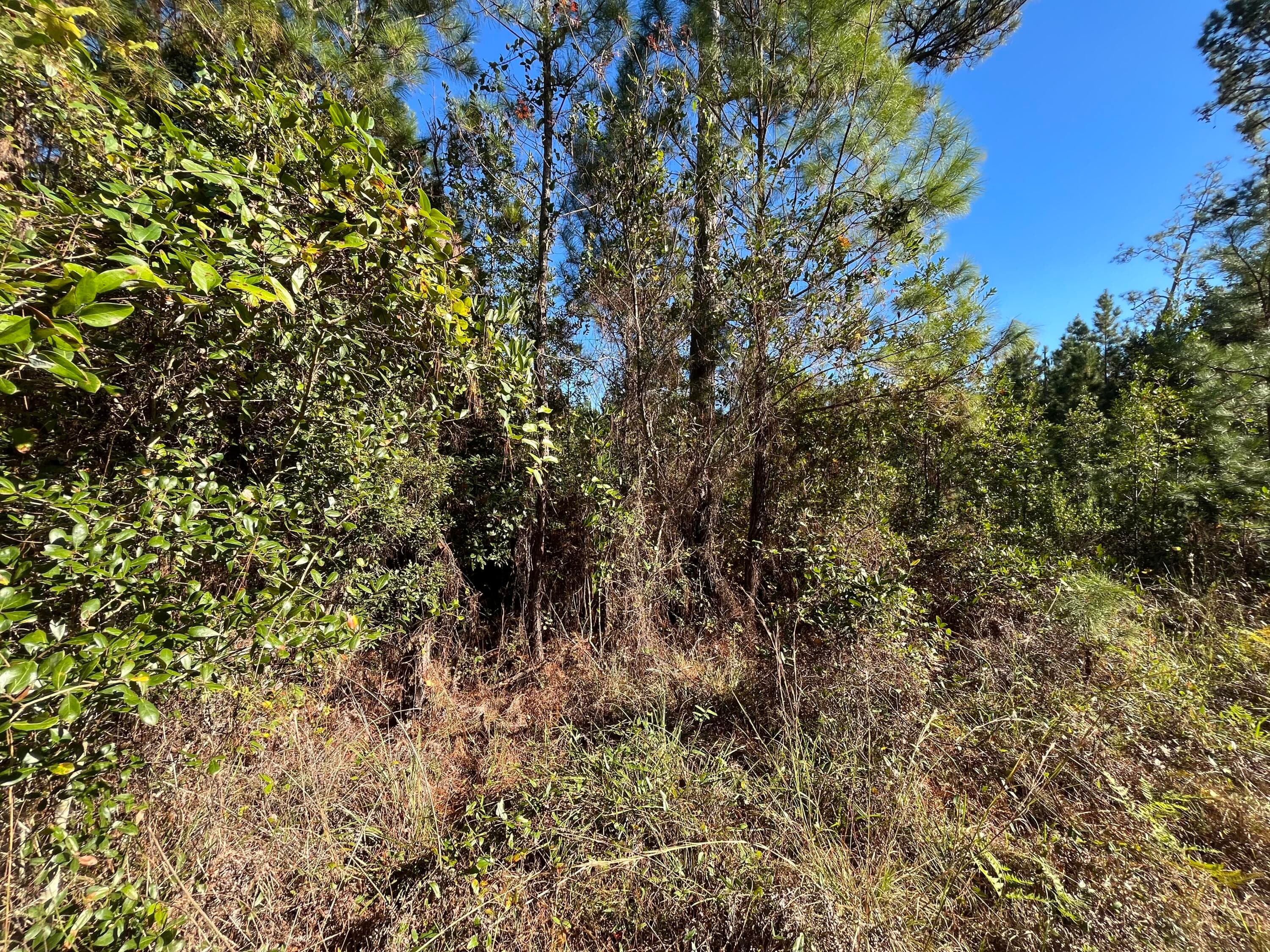223 Mourning Dove Road, Satsuma, FL 32189 — photo 5 of 6
