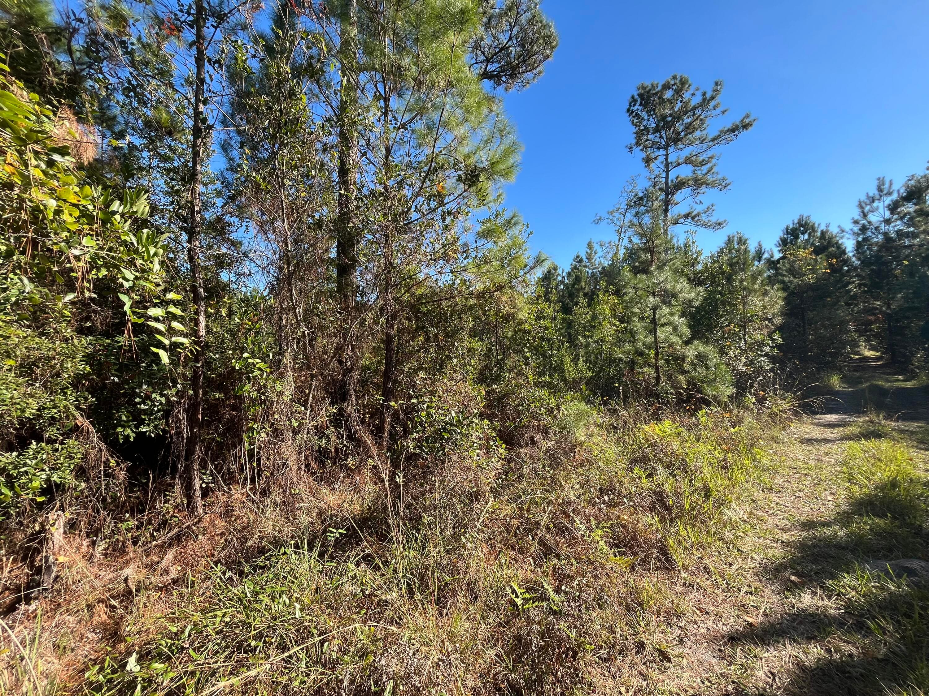 223 Mourning Dove Road, Satsuma, FL 32189 — photo 6 of 6