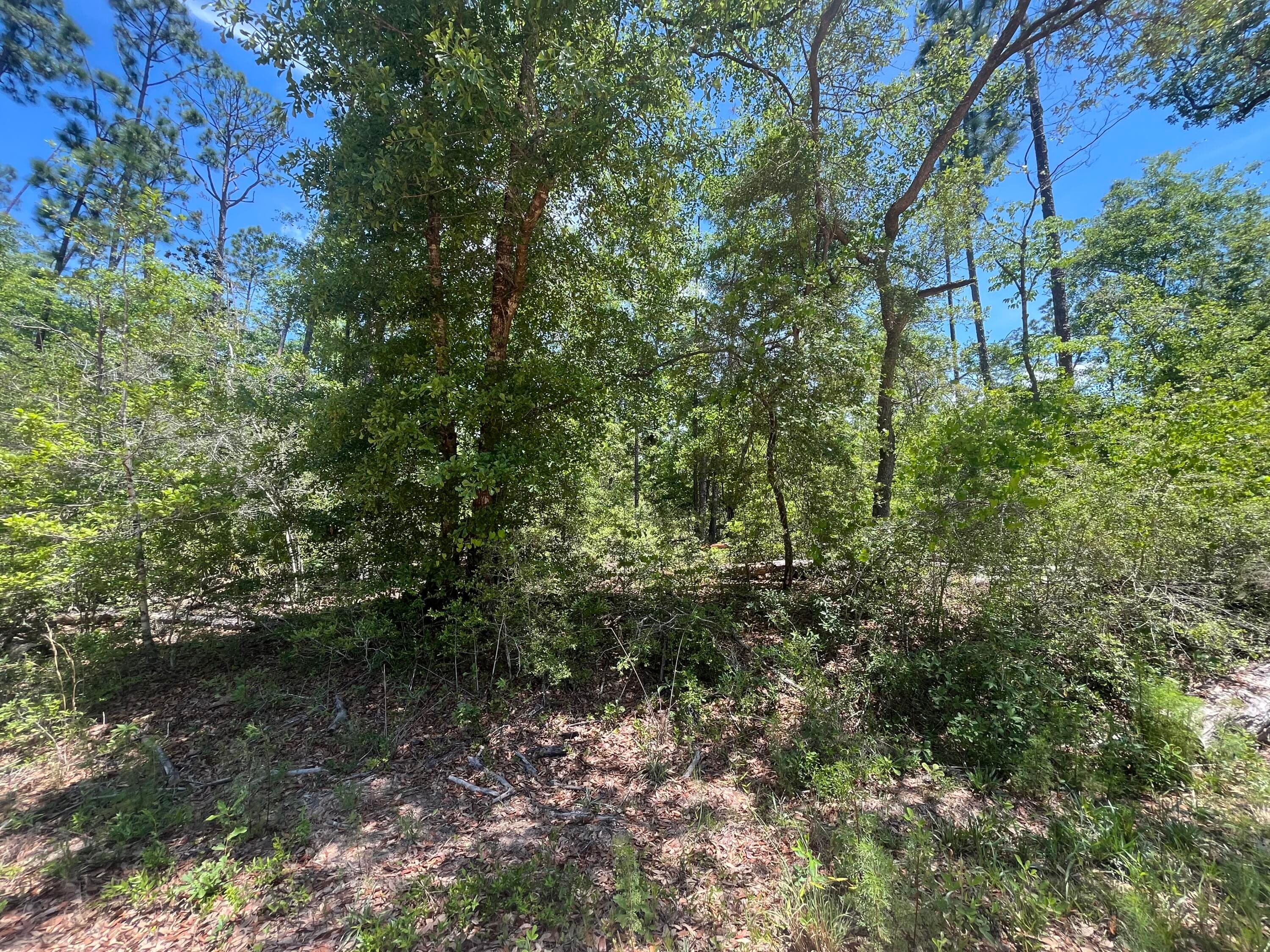 Tbd Tamarac Road, Marianna, FL 32448 — photo 8 of 9