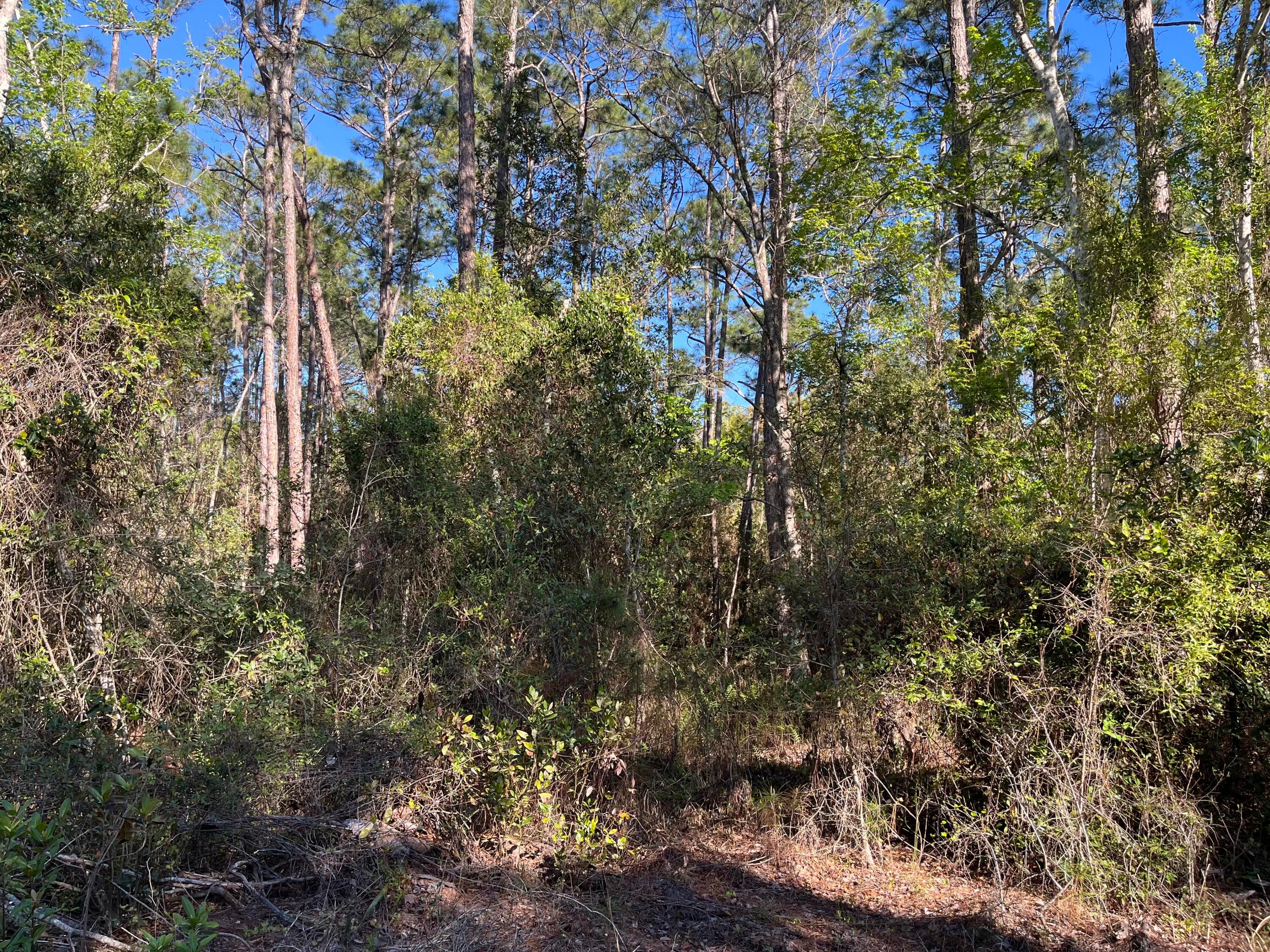 208 SE 3rd Street, Georgetown, FL 32139 — photo 3 of 5