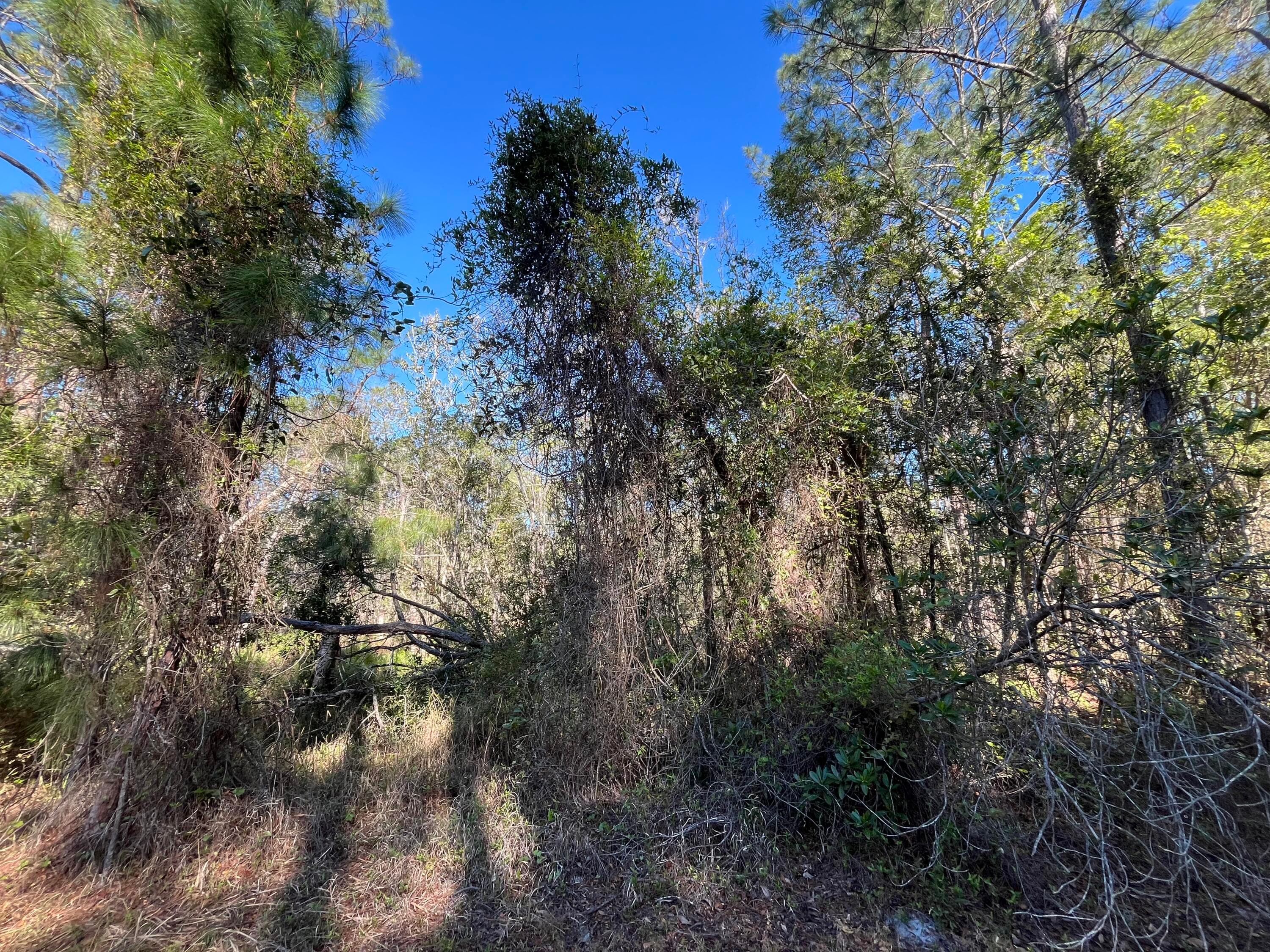 208 SE 3rd Street, Georgetown, FL 32139 — photo 5 of 5