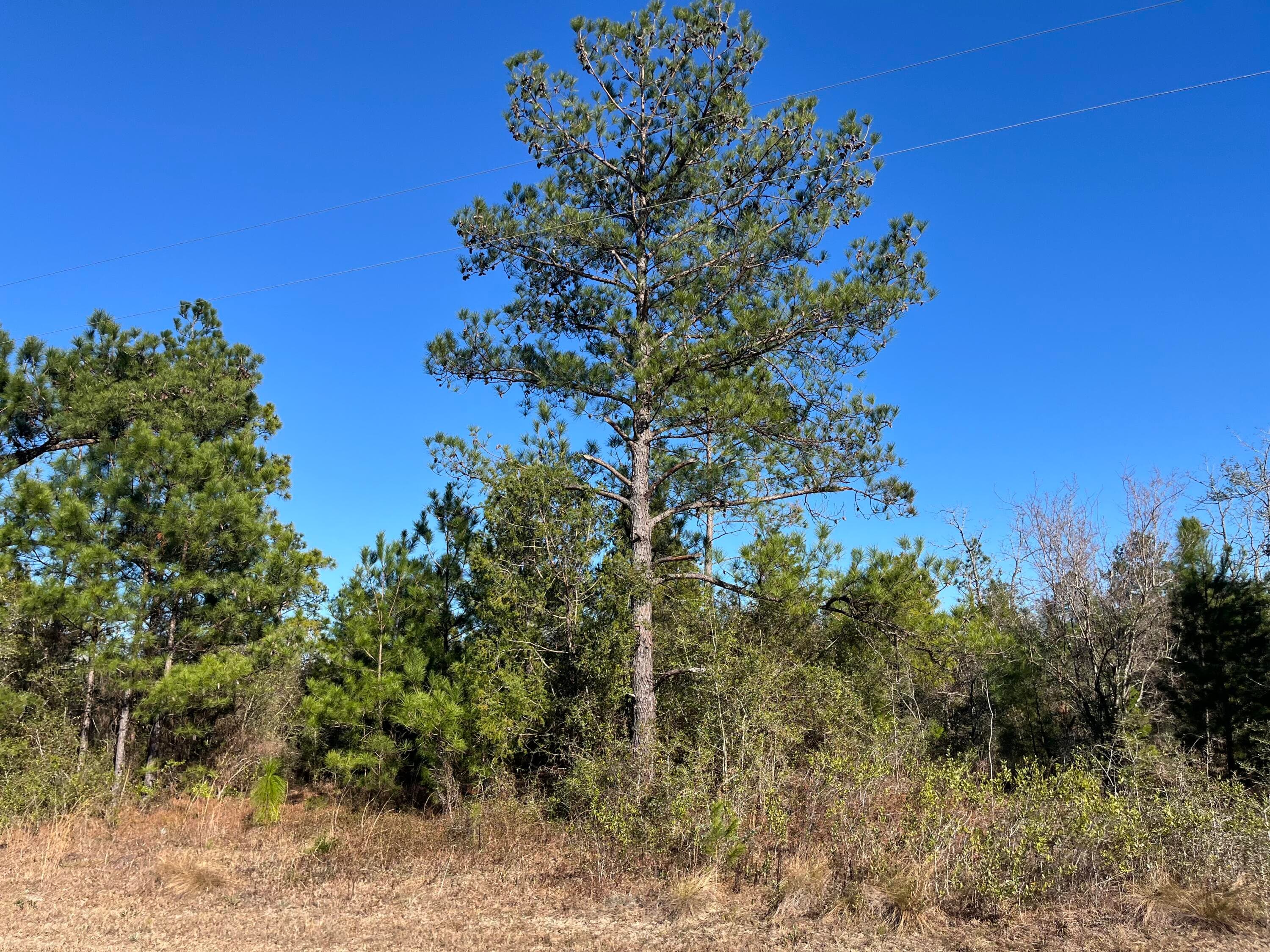 Tbd Fairview Road, Marianna, FL 32448 — photo 2 of 9