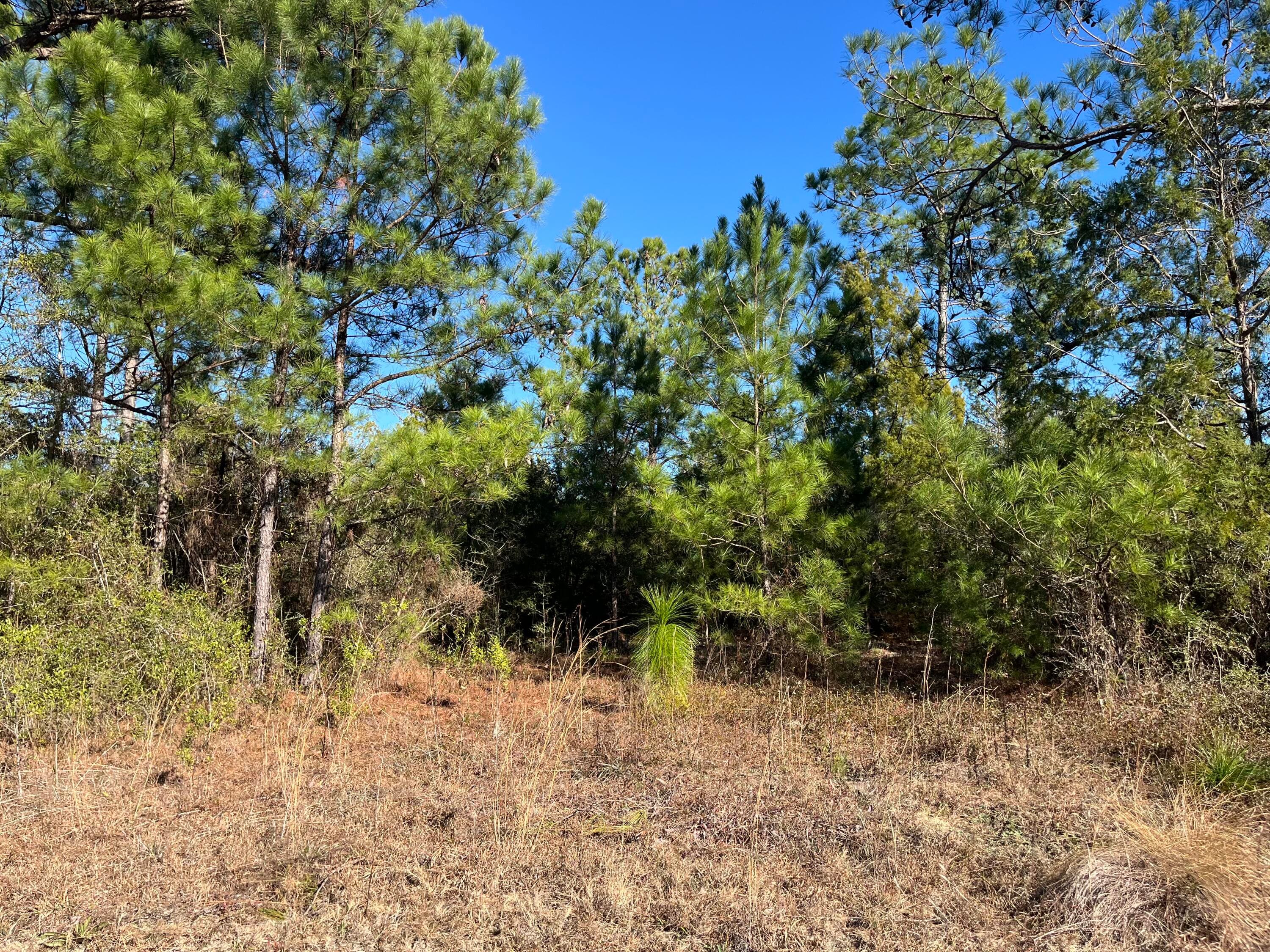 Tbd Fairview Road, Marianna, FL 32448 — photo 4 of 9