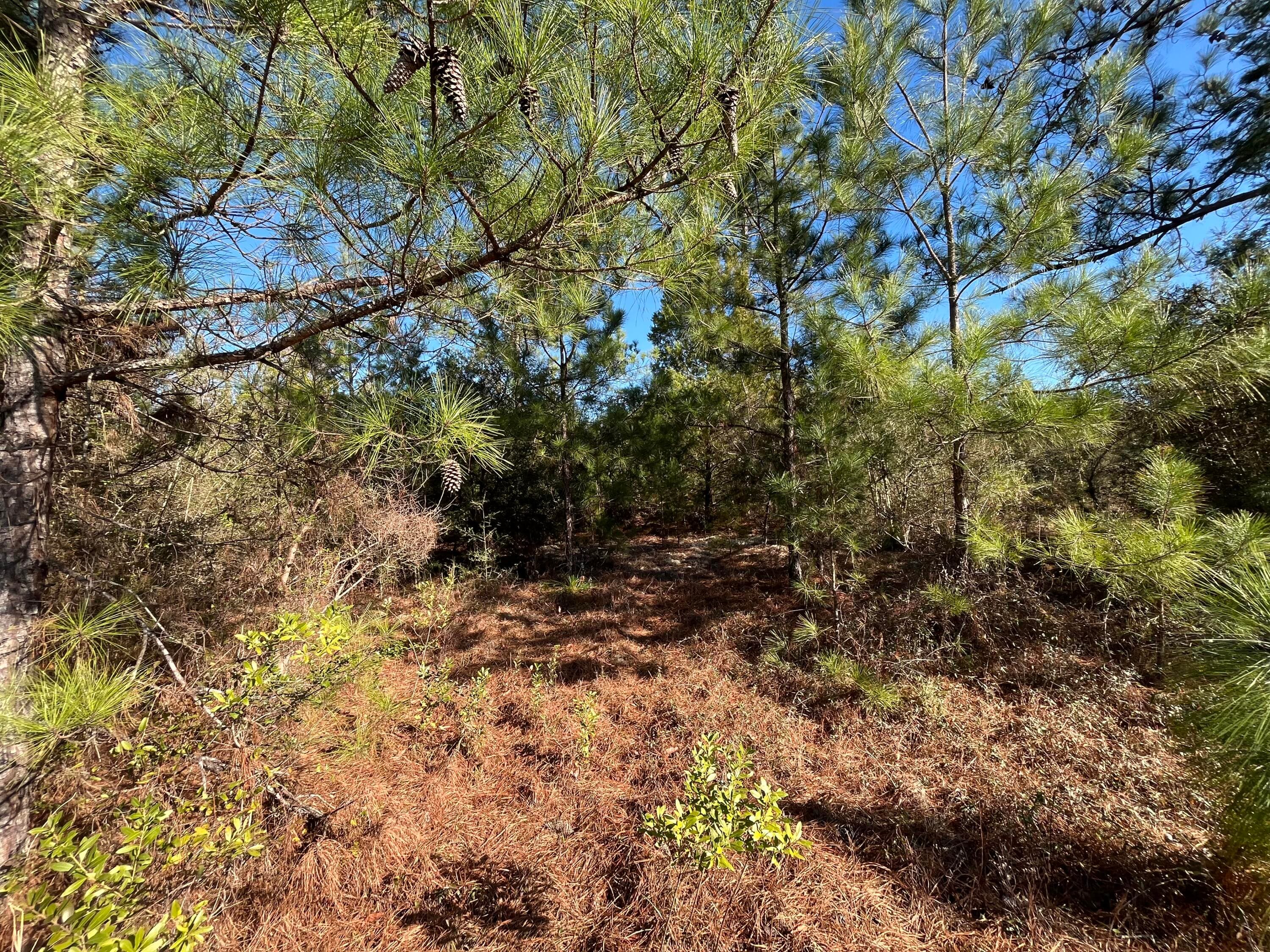 Tbd Fairview Road, Marianna, FL 32448 — photo 5 of 9