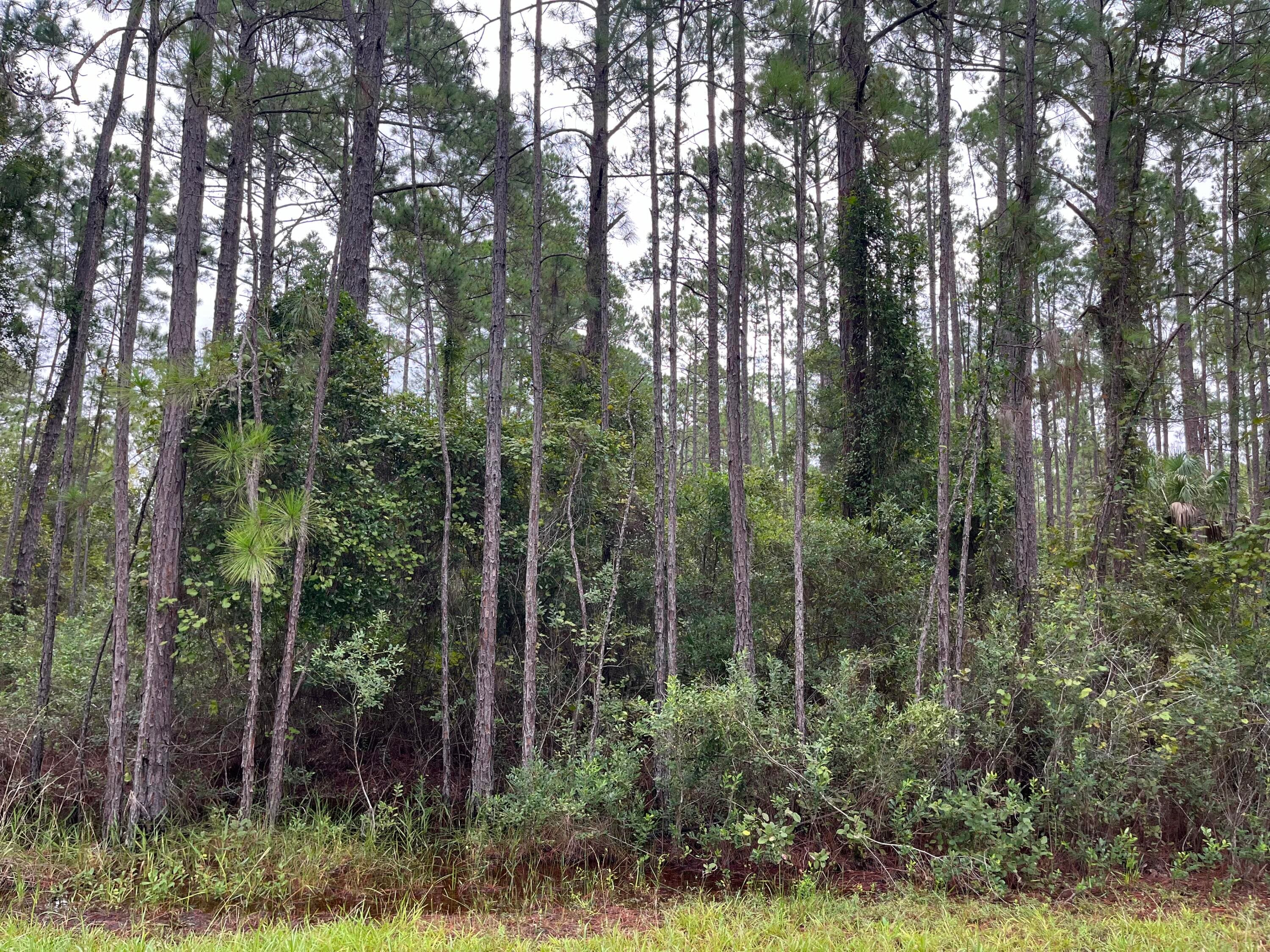 117 Mosswood Street, Georgetown, FL 32139 — photo
