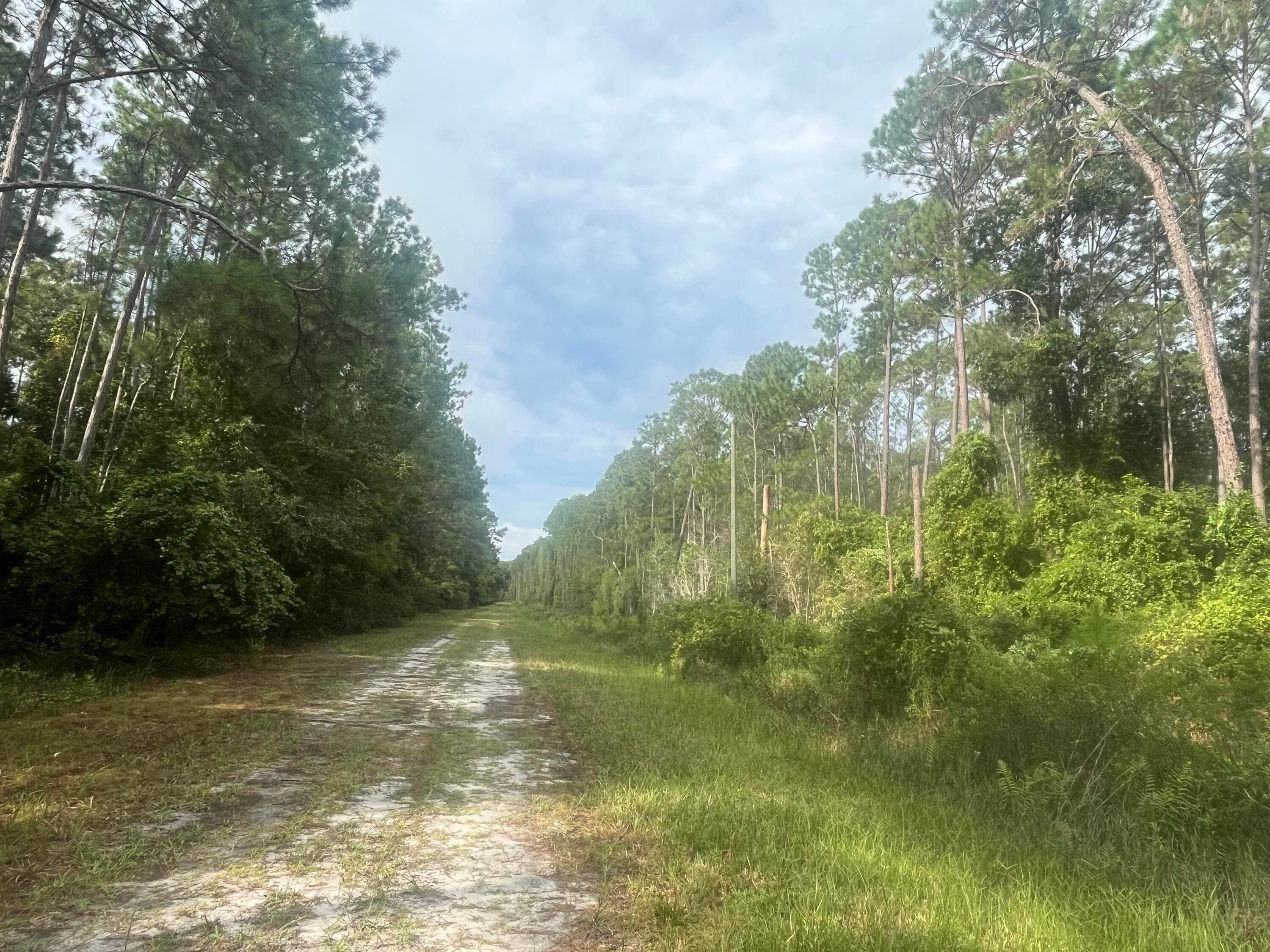 223 SE 2nd Street, Georgetown, FL 32139 — photo 4 of 7