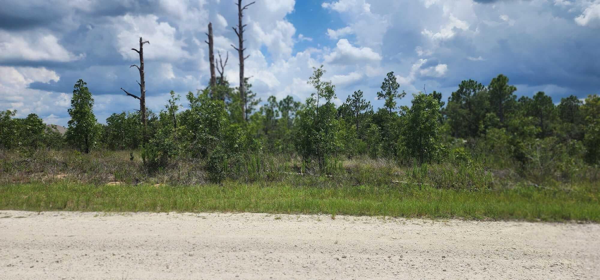 - Scissorbill Avenue, Brooksville, FL 34614 — photo 2 of 2