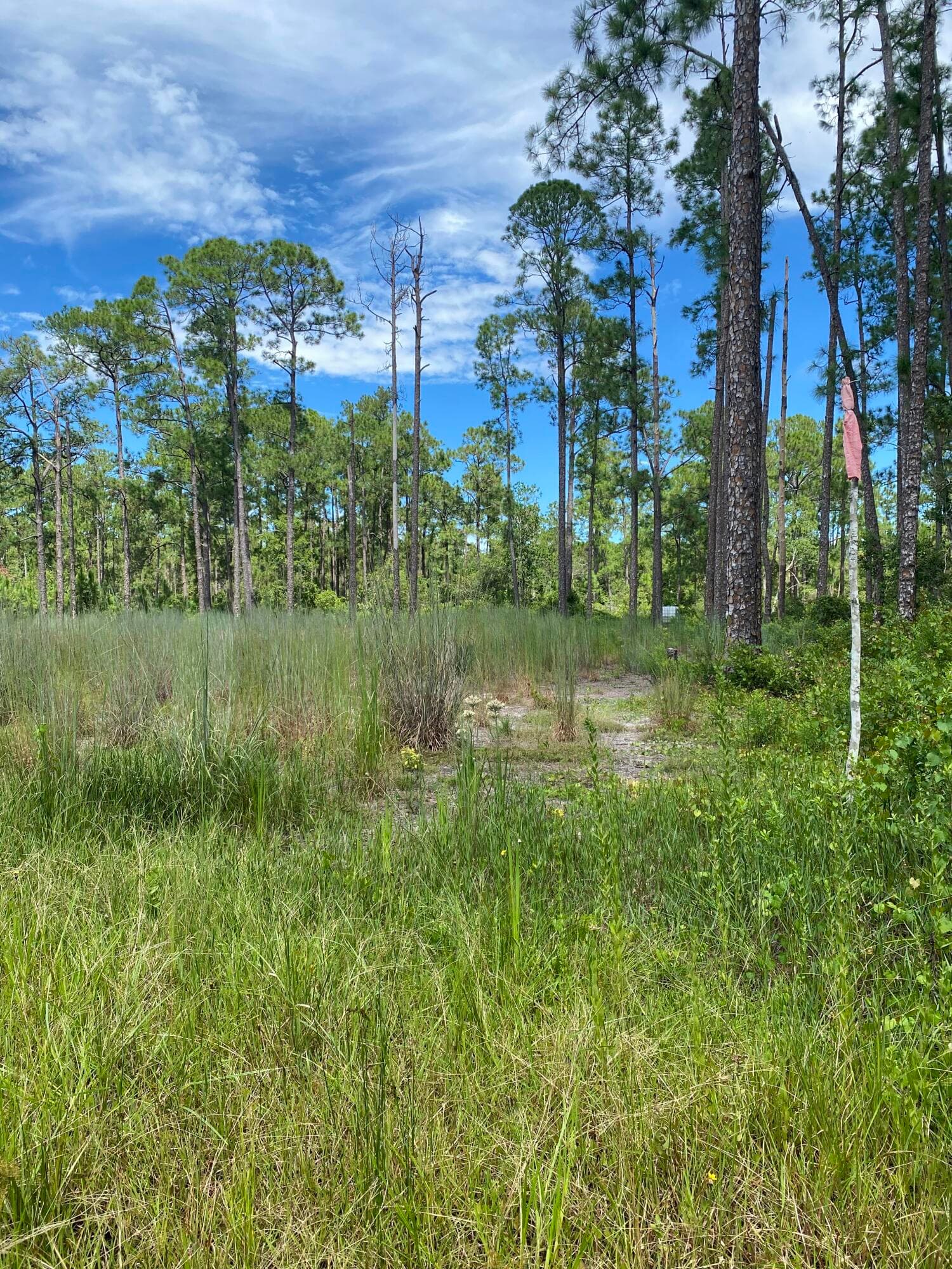 418 Gaillardia Drive, Lake Wales, FL 33855 — photo 4 of 9