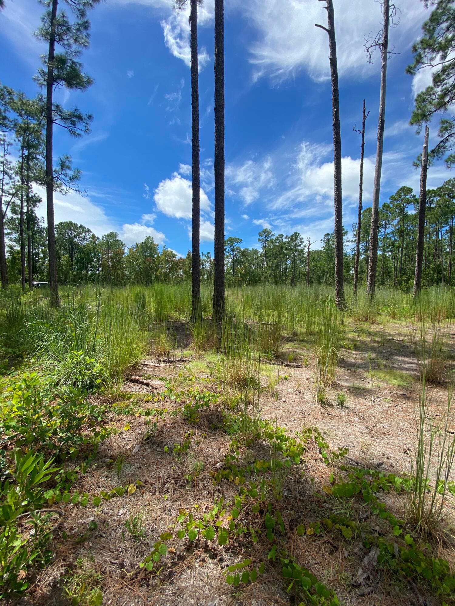 418 Gaillardia Drive, Lake Wales, FL 33855 — photo 8 of 9