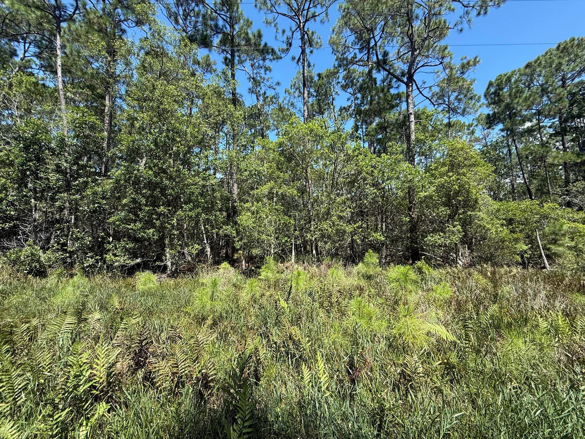 210 SE 2nd Street, Georgetown, FL 32139 — photo