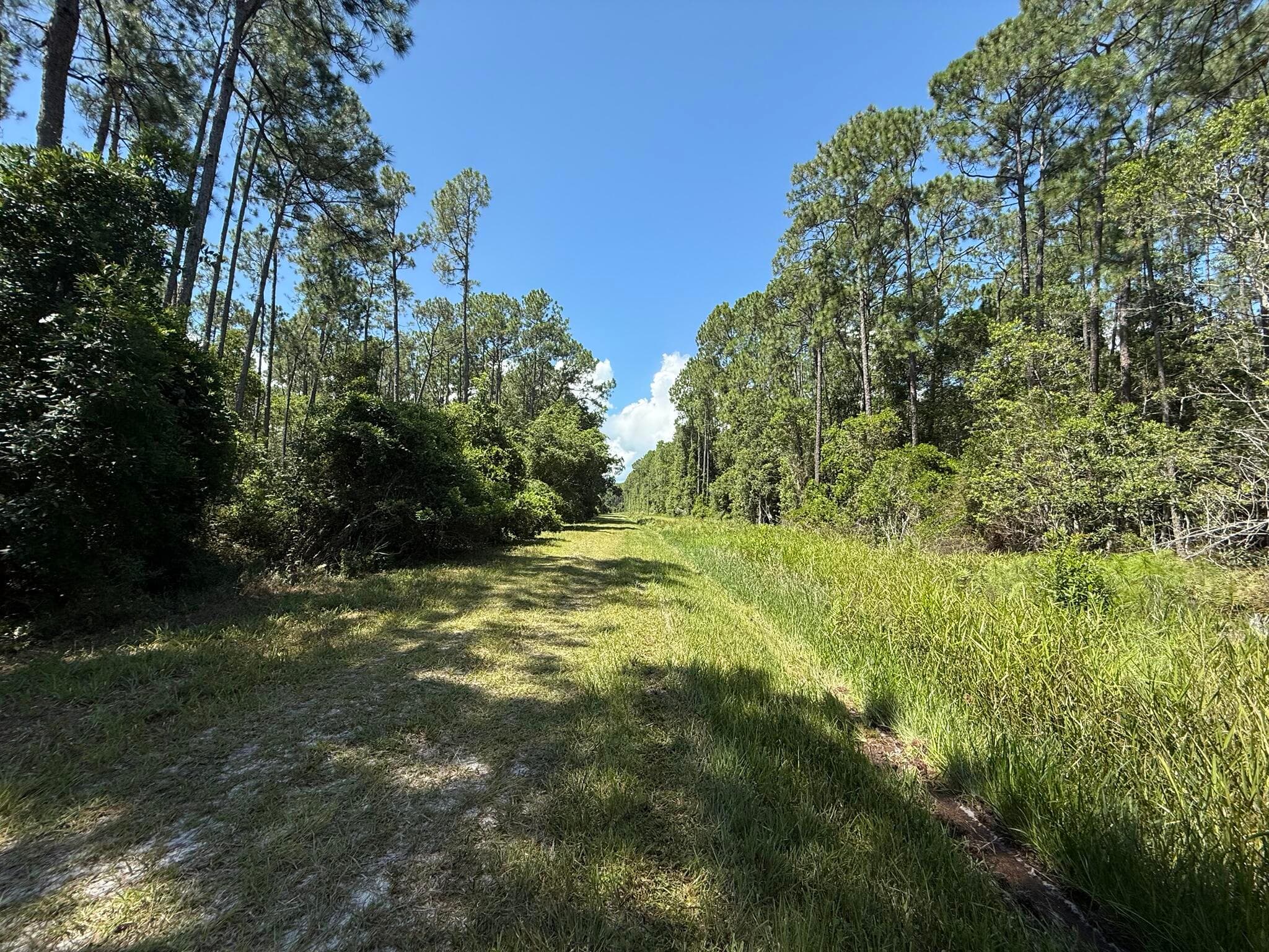 210 SE 2nd Street, Georgetown, FL 32139 — photo 3 of 7