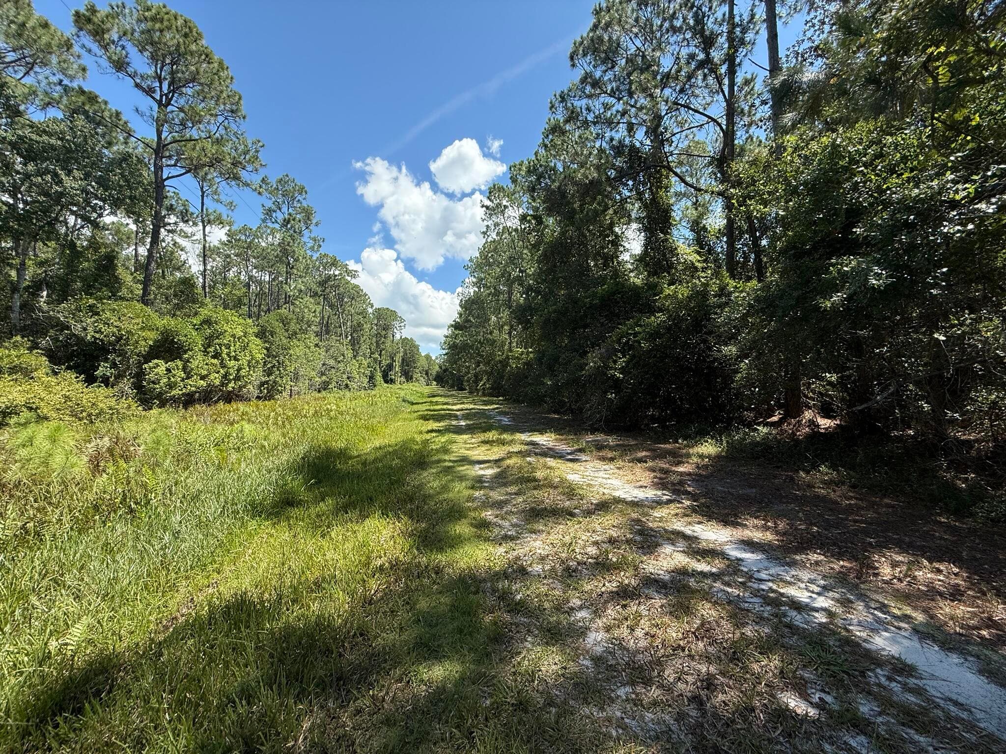 210 SE 2nd Street, Georgetown, FL 32139 — photo 4 of 7