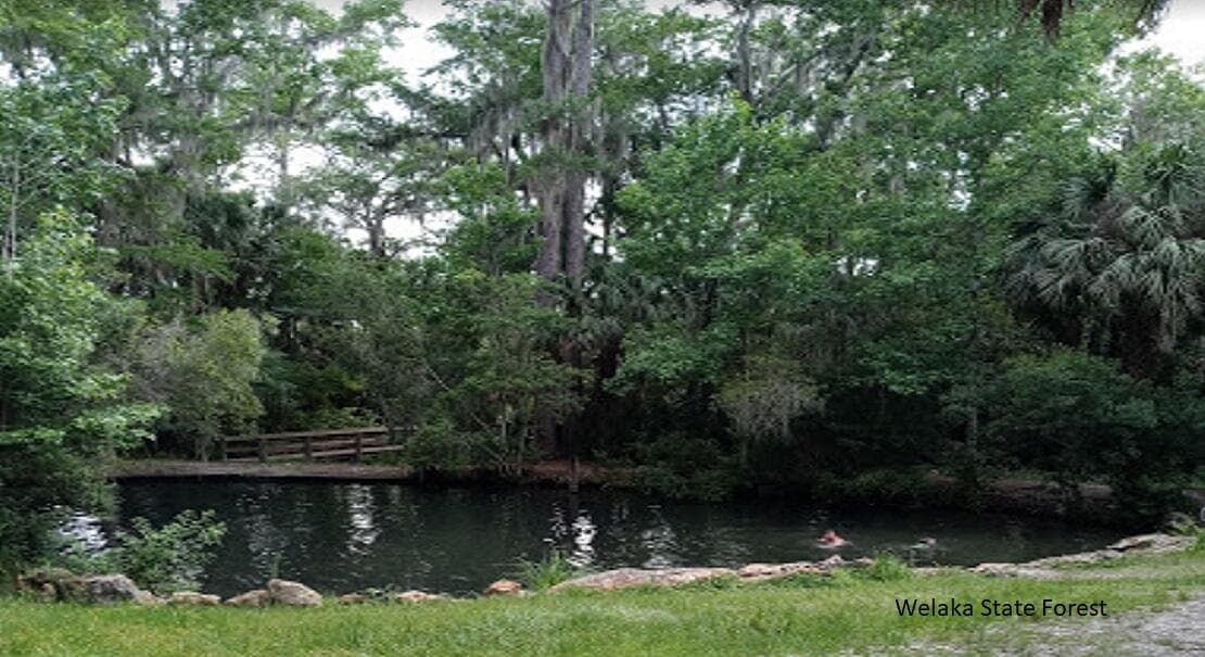 116 Tulip Avenue, Interlachen, FL 32148 — photo 4 of 7