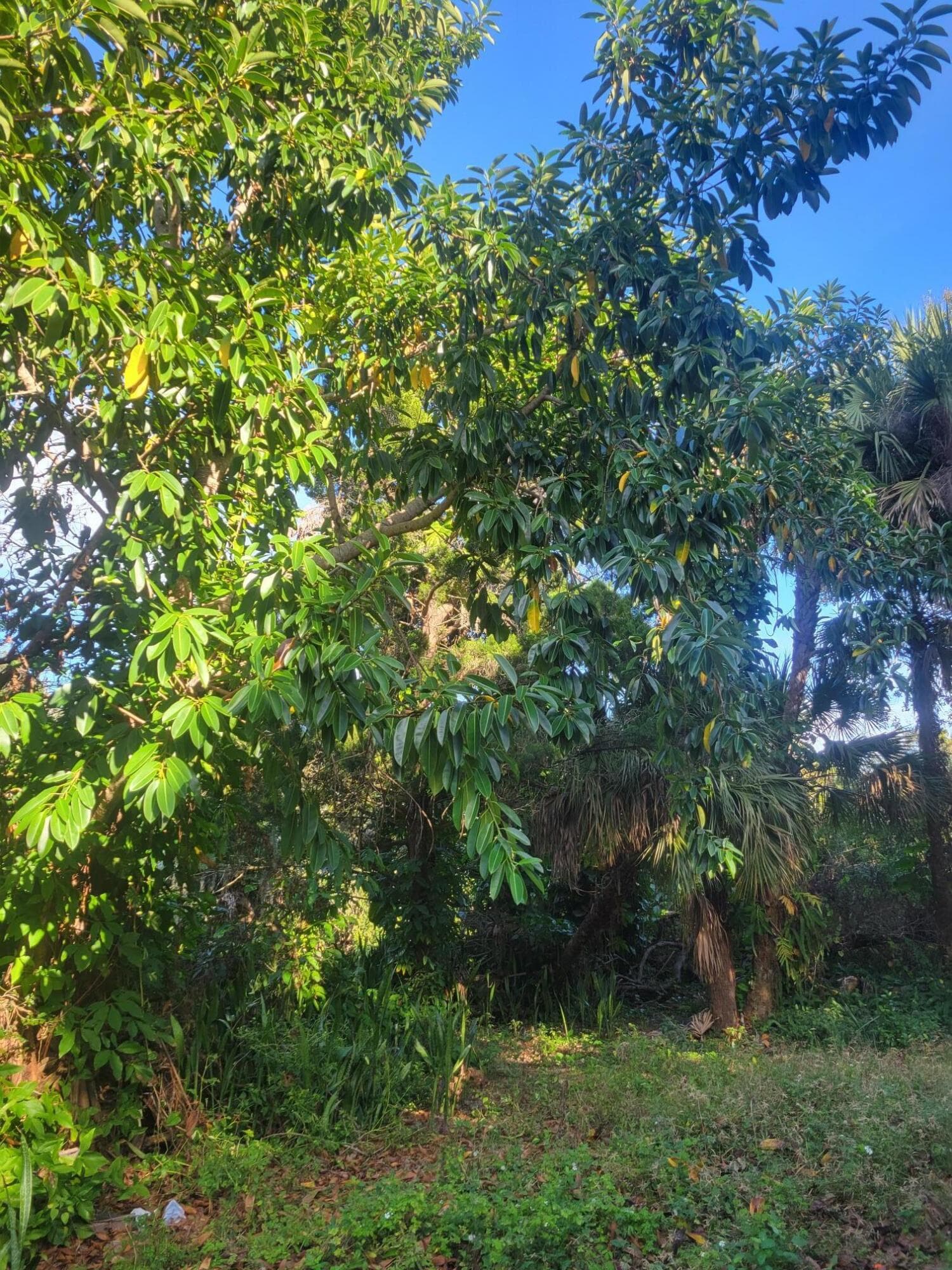 1817 Palm Boulevard, Melbourne, FL 32901 — photo 27 of 35