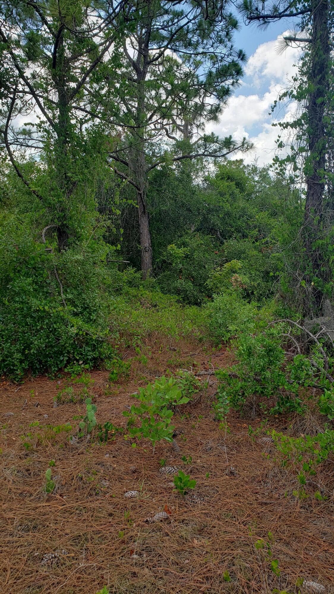 932 Island Parkway NE, Lake Placid, FL 33852 — photo 7 of 8