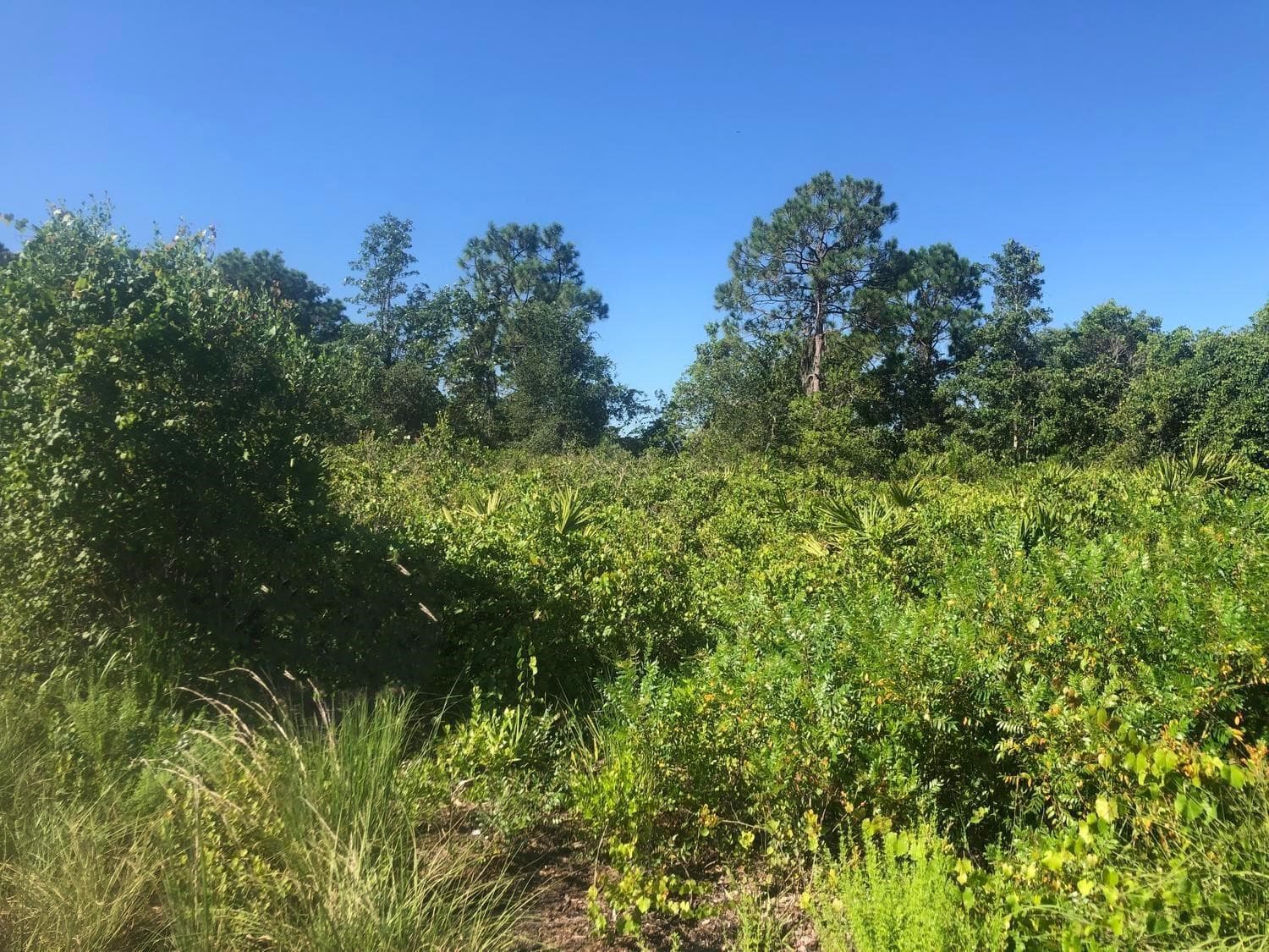153 Disney Boulevard, Avon Park, FL 33825 — photo