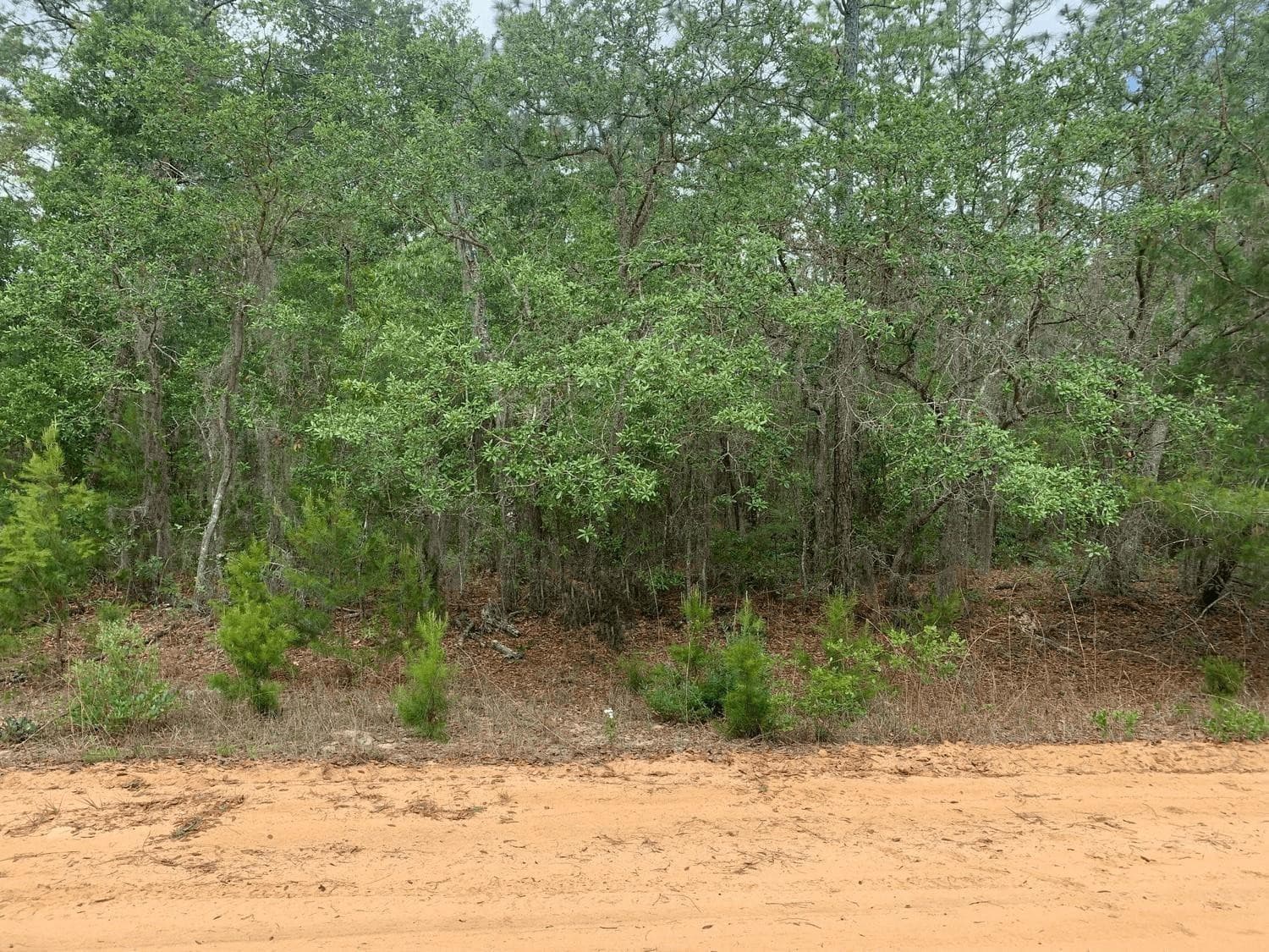 0 David Avenue, Interlachen, FL 32148 — photo
