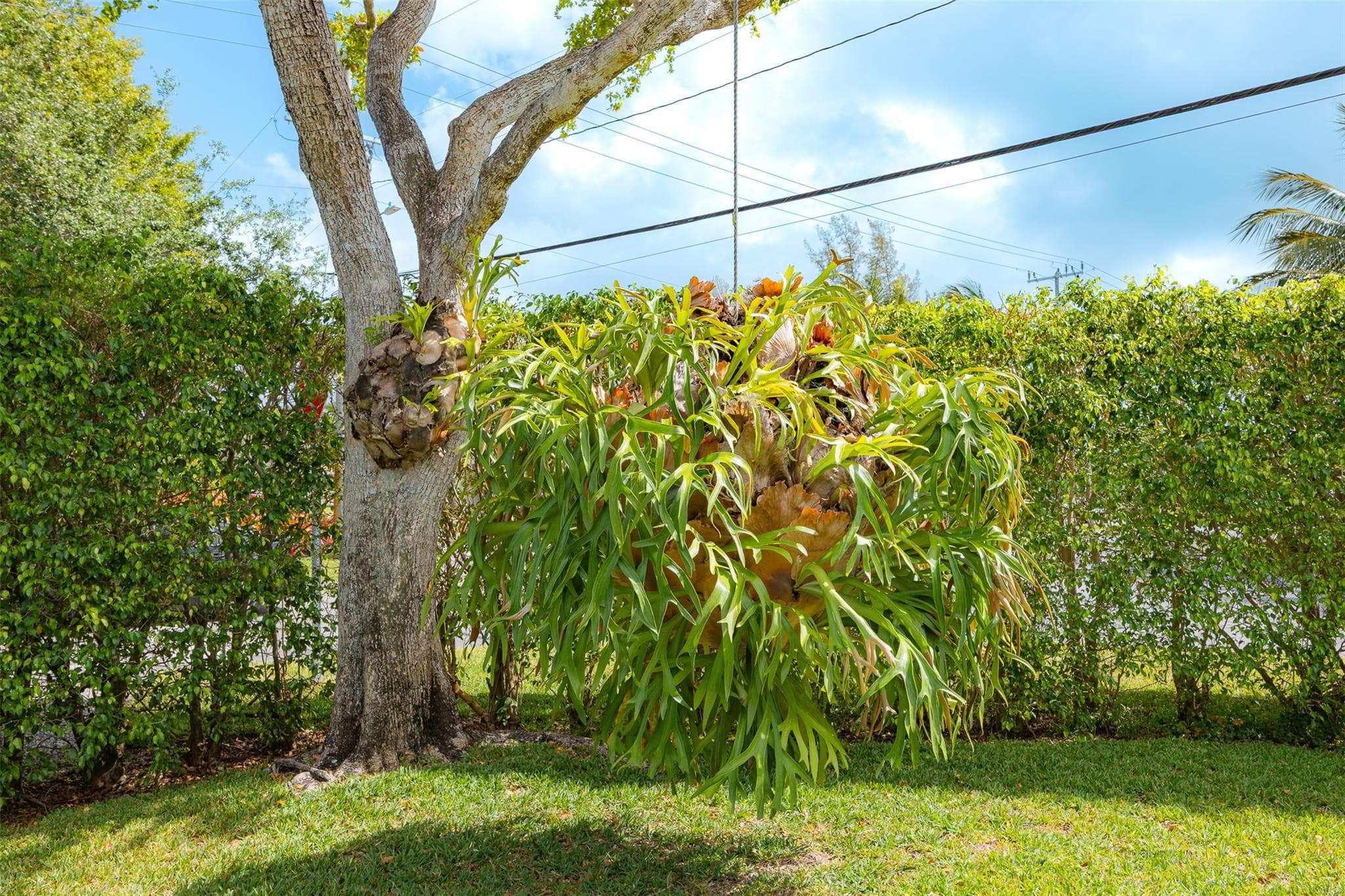 1924 NE 18th Street, Fort Lauderdale, FL 33305 — photo 44 of 45