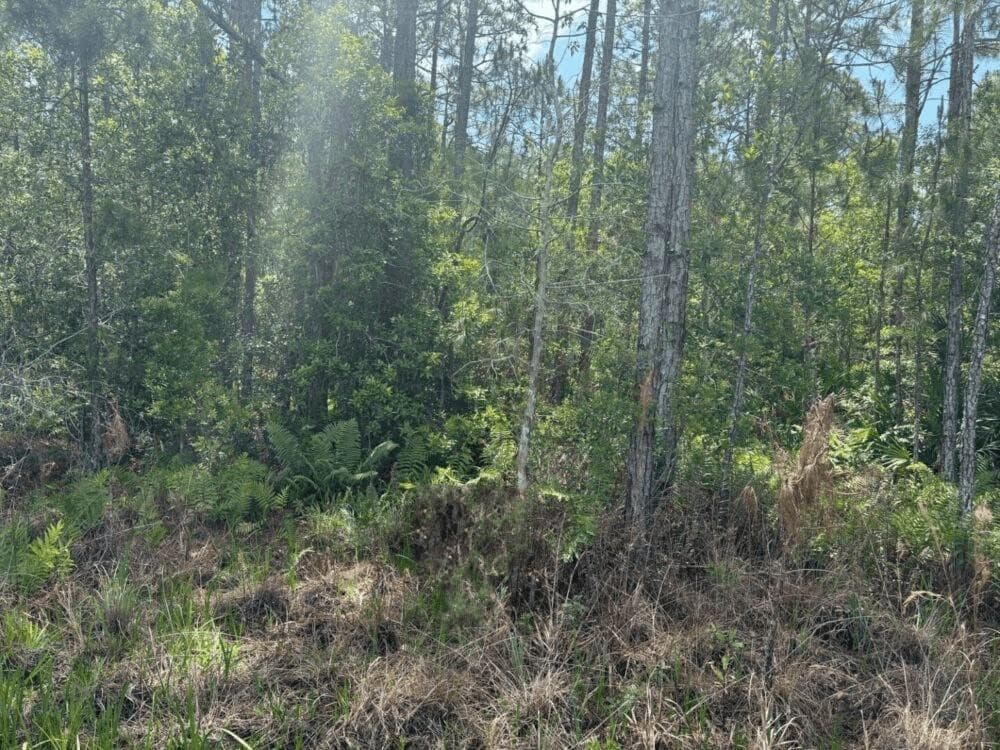 0 Holopaw Groves Road, St. Cloud, FL 34772 — photo 2 of 3