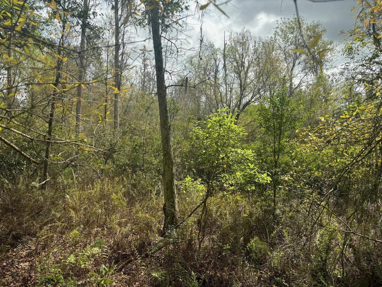 0 County Rd 54, Kathleen, FL 33849 — photo 2 of 2