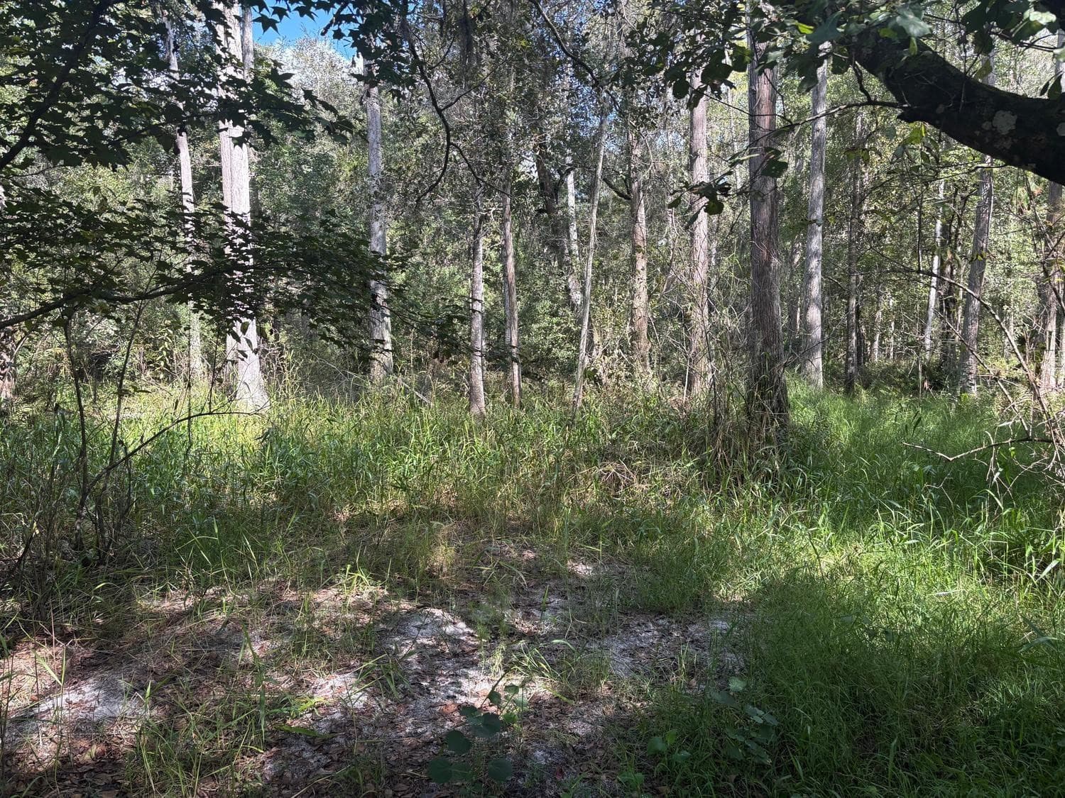 0 County Rd 54, Kathleen, FL 33849 — photo 2 of 2