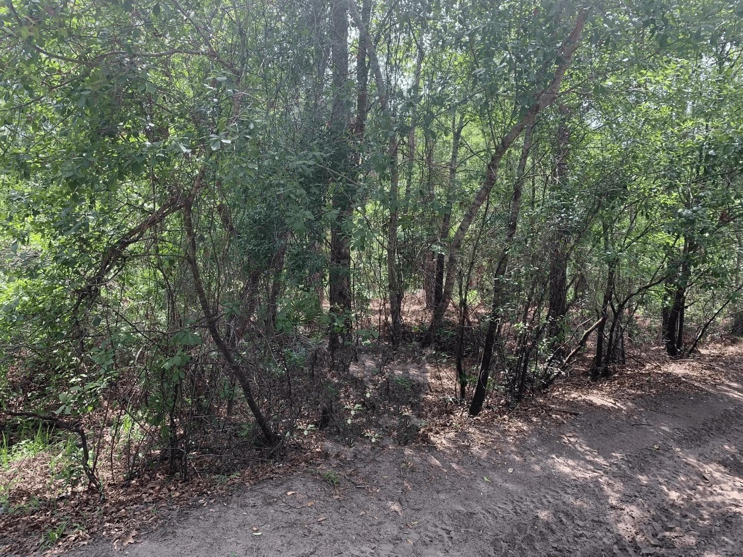 0 County Rd 54, Kathleen, FL 33849 — photo