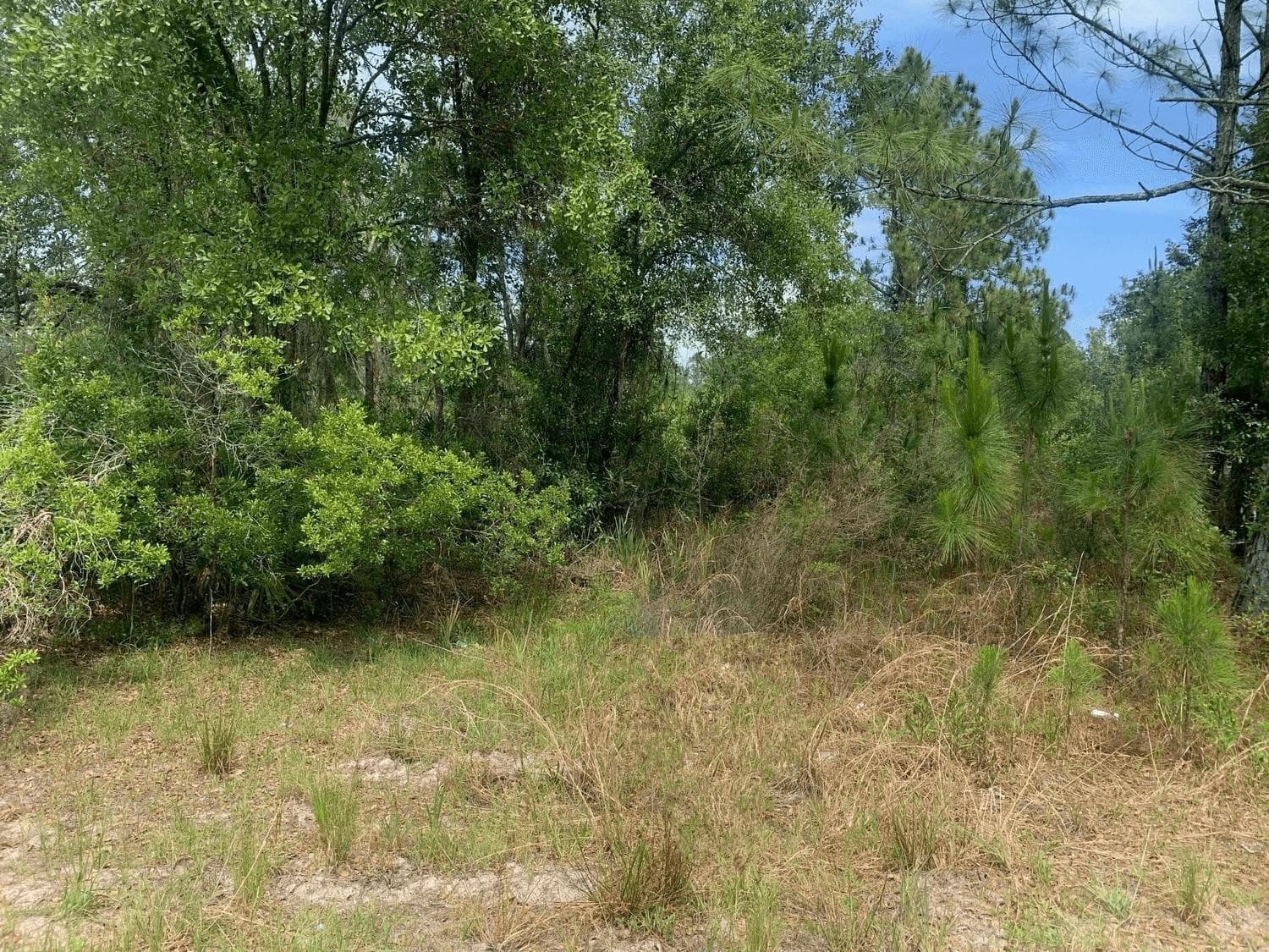 0 County Rd 54, Kathleen, FL 33849 — photo