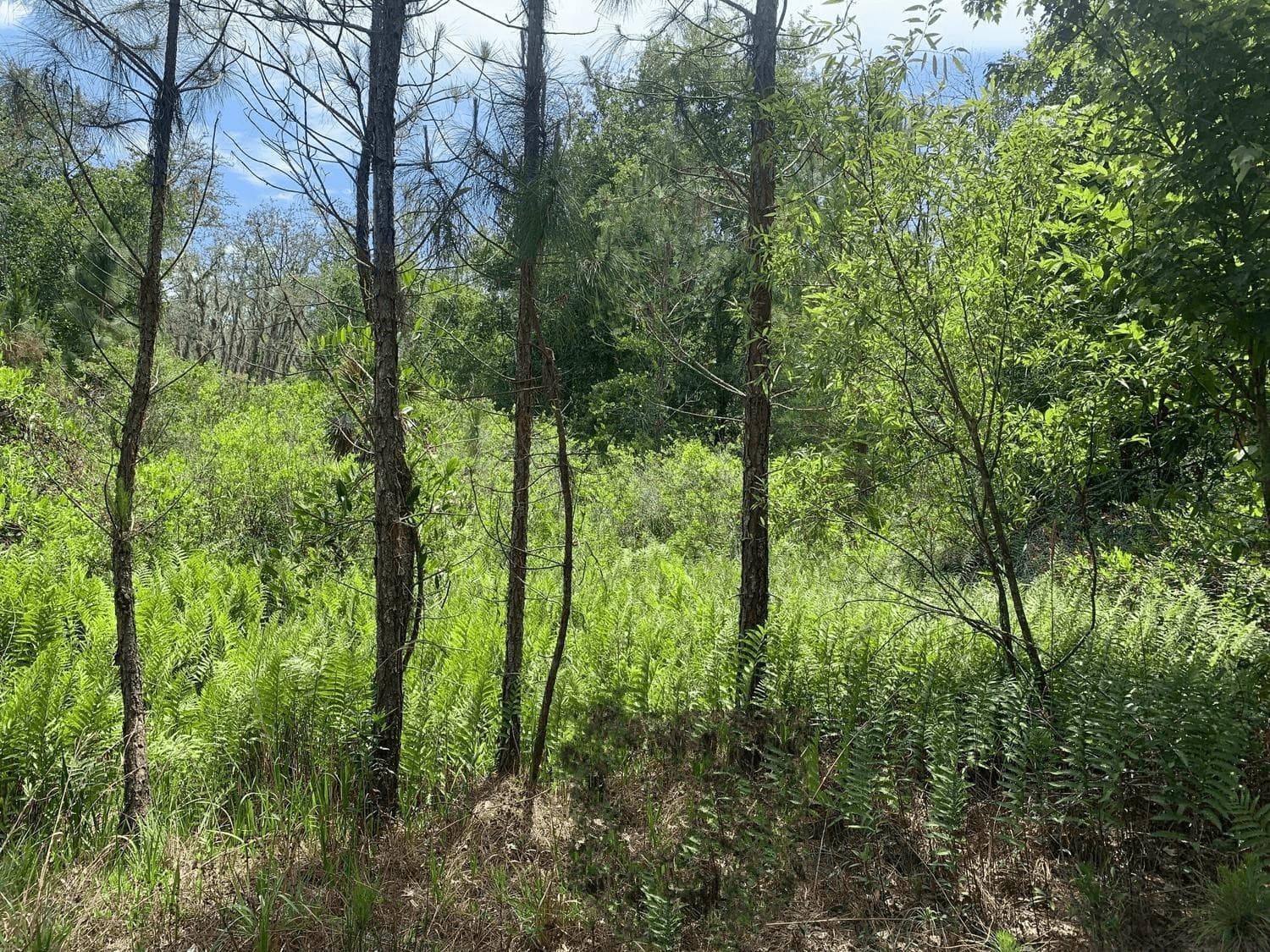 0 County Rd 54, Kathleen, FL 33849 — photo