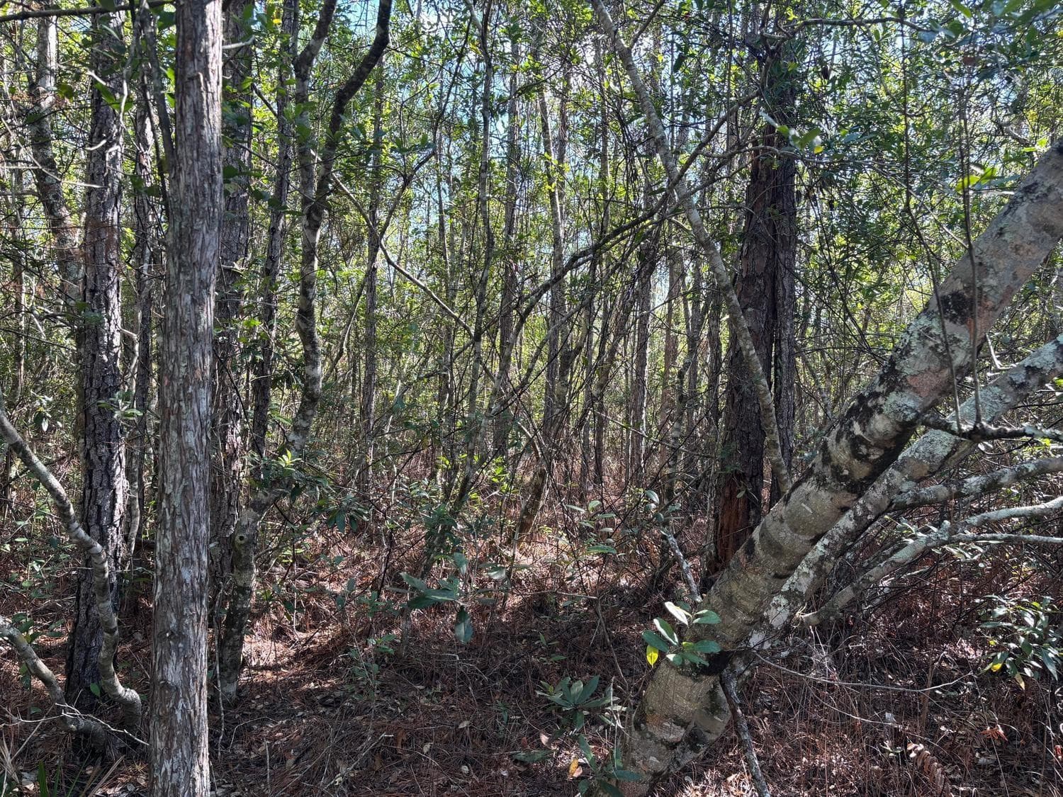0 Holopaw Groves Road, St. Cloud, FL 34772 — photo