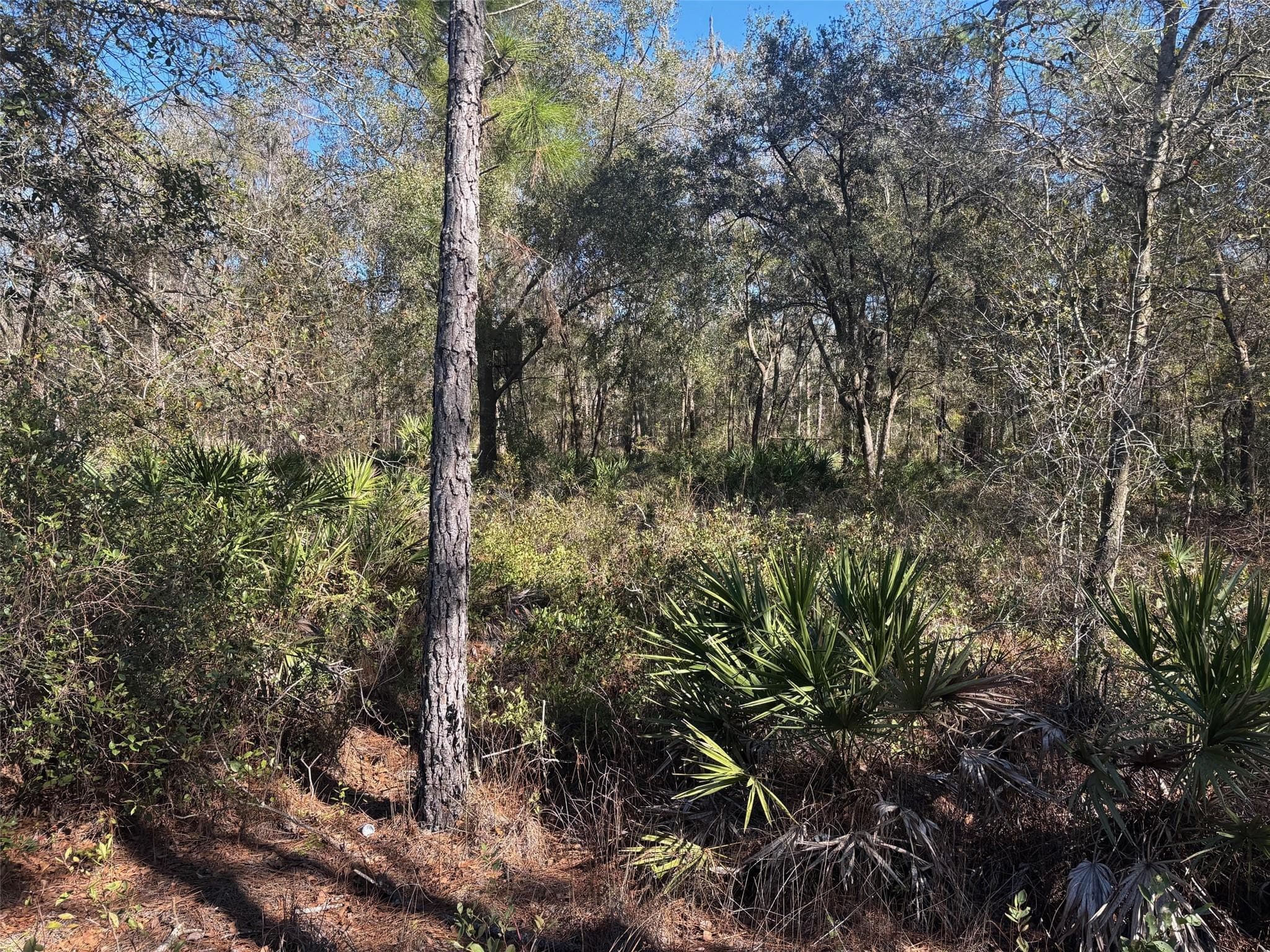 0 County Rd 54, Kathleen, FL 33849 — photo 1 of 2