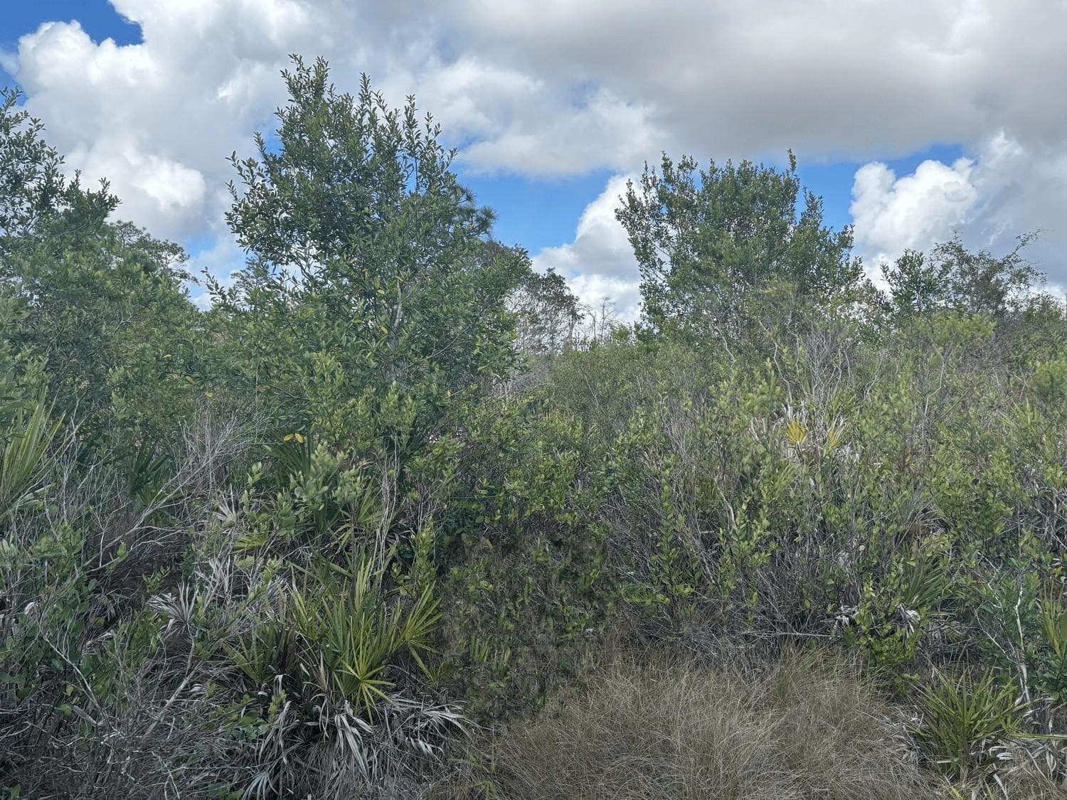 0 County Rd 54, Kathleen, FL 33849 — photo