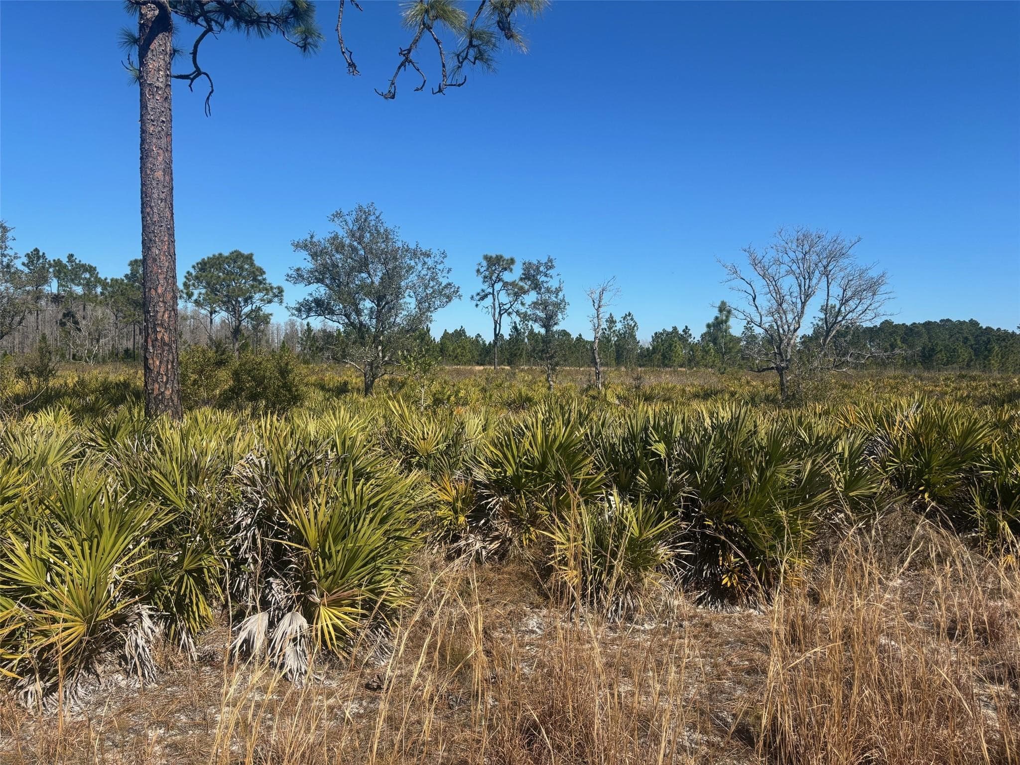 0 Xeriscape Nursery Road, Frostproof, FL 33843 — photo