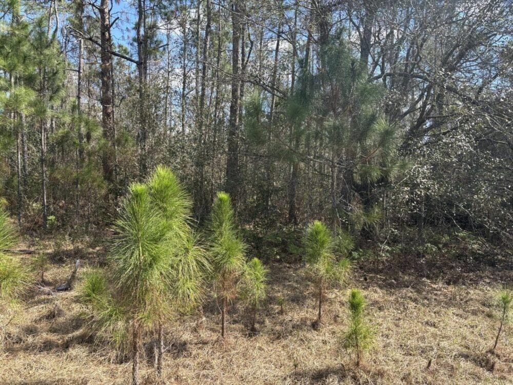 0 Old Grade Road, FL 33868 — photo 2 of 3