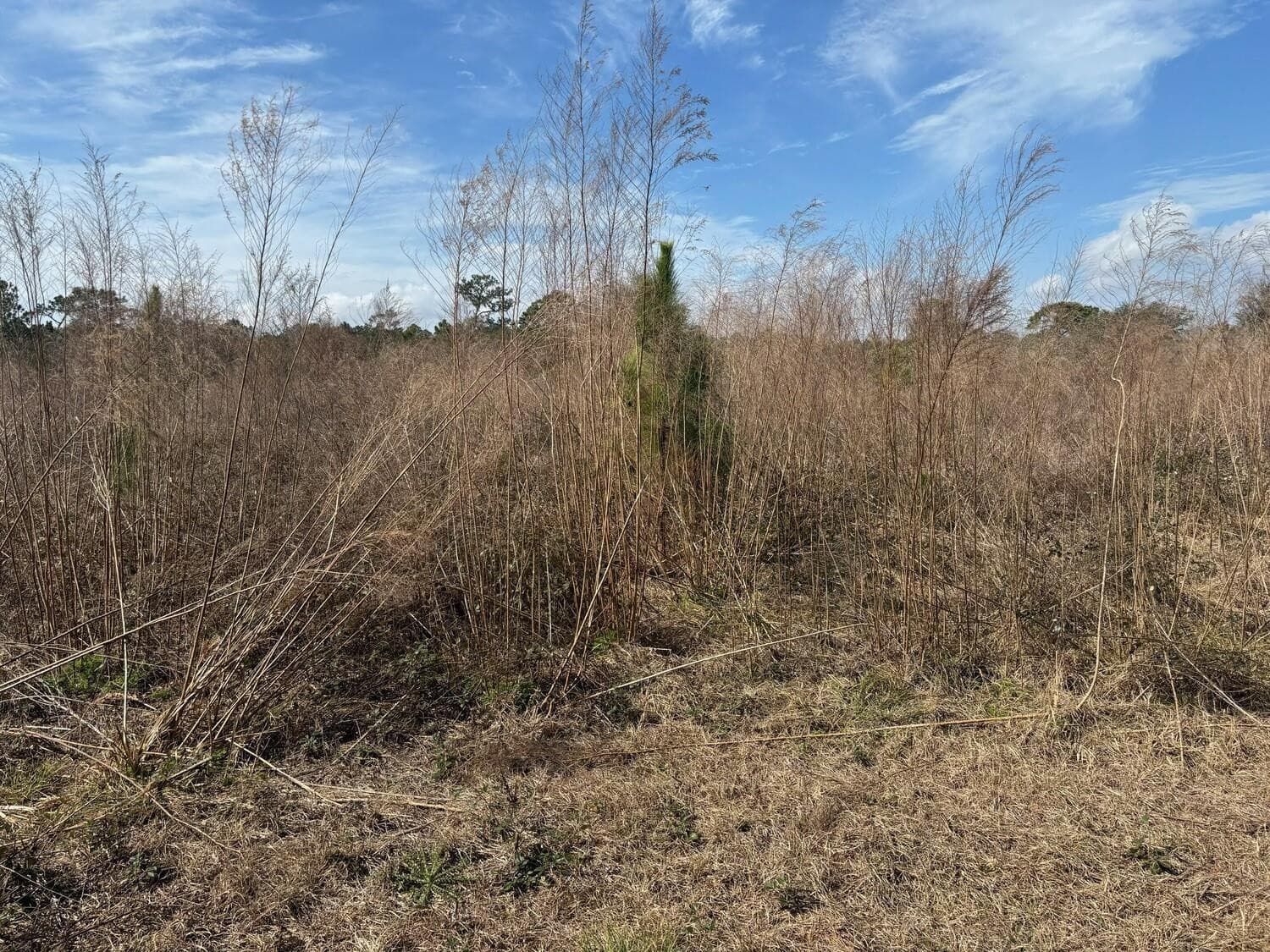 0 Old Grade Road, FL 33868 — photo 2 of 4