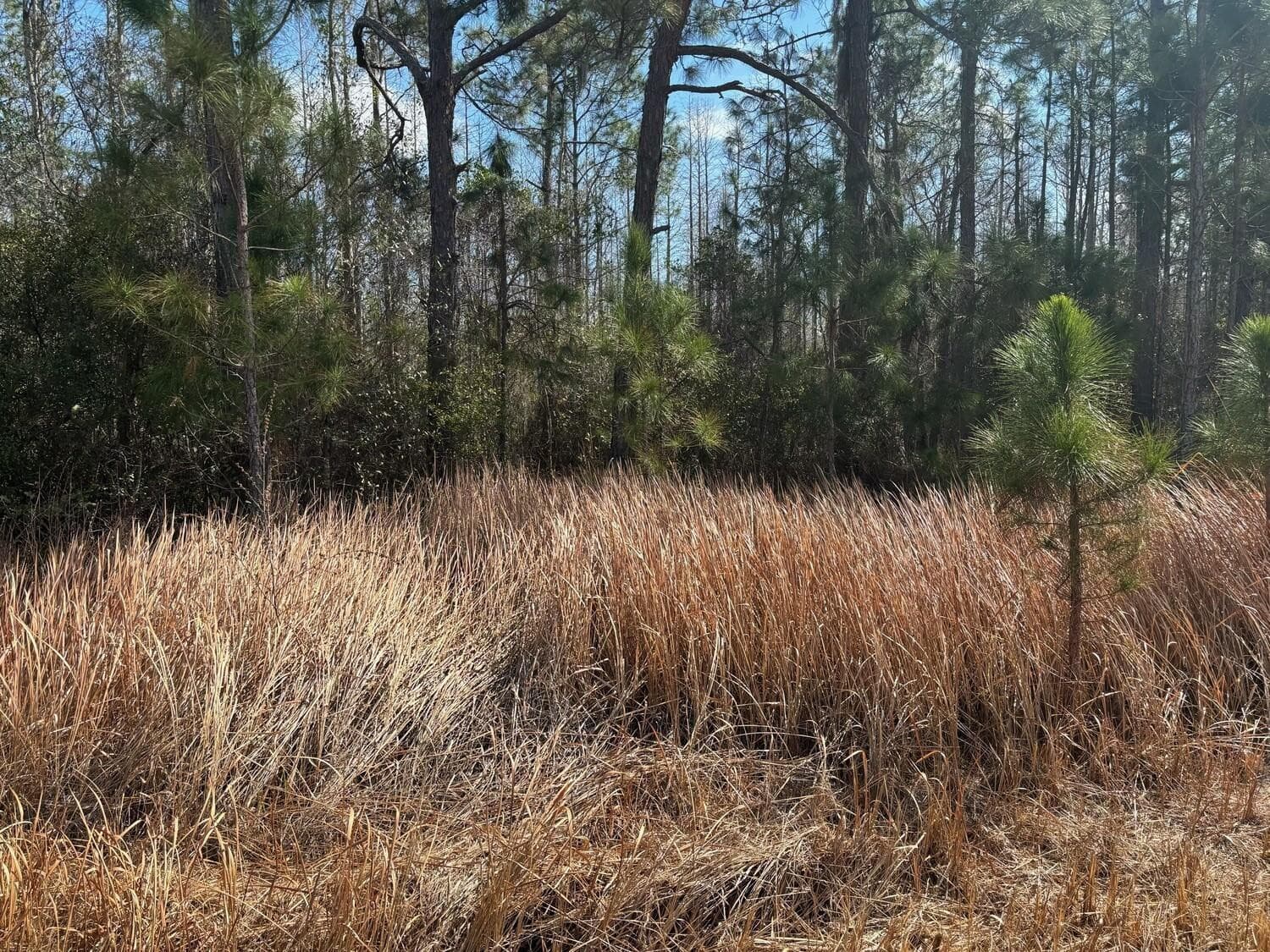 0 Old Grade Road, FL 33868 — photo 3 of 4
